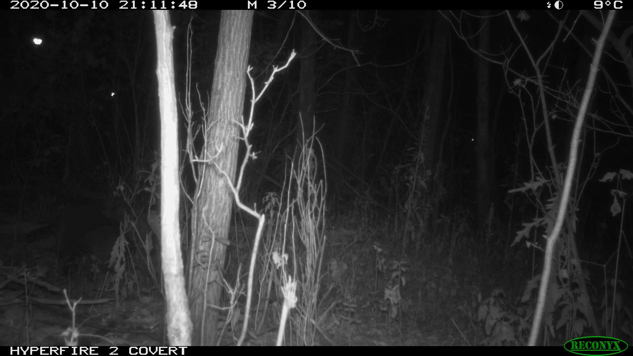 Raccoon, Procyon lotor