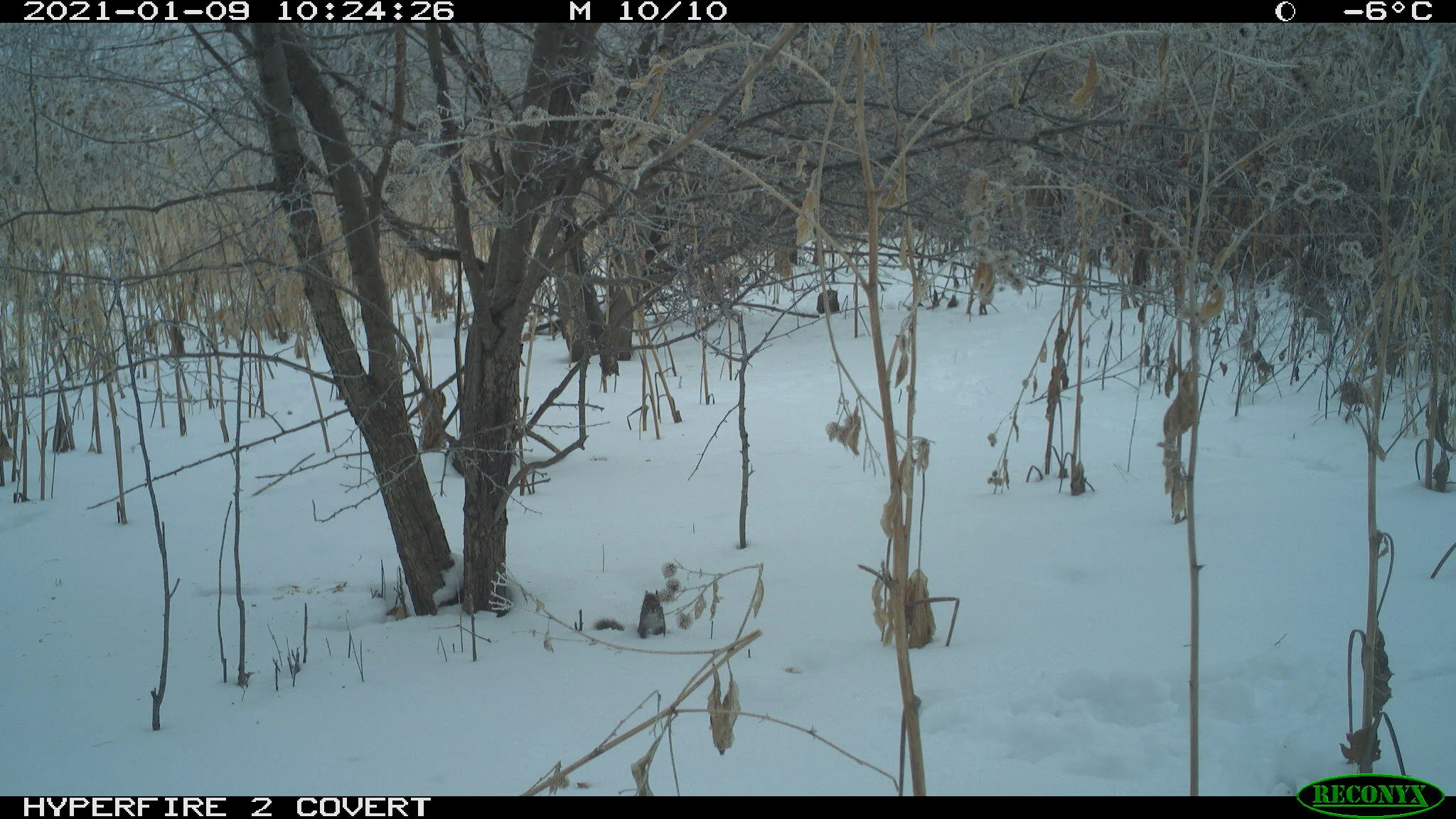 Red squirrel, Tamiasciurus hudsonicus