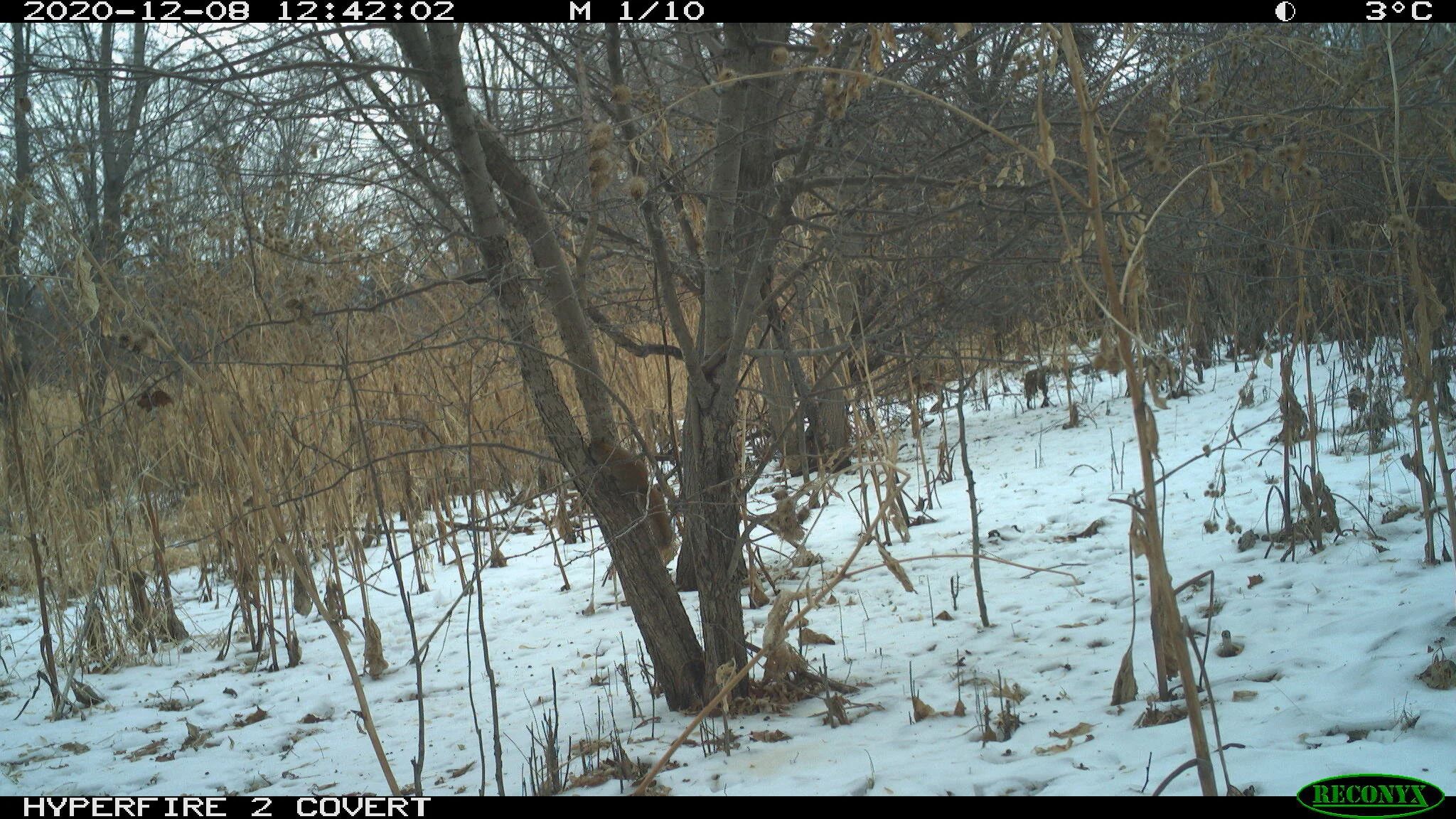 Red squirrel, Tamiasciurus hudsonicus
