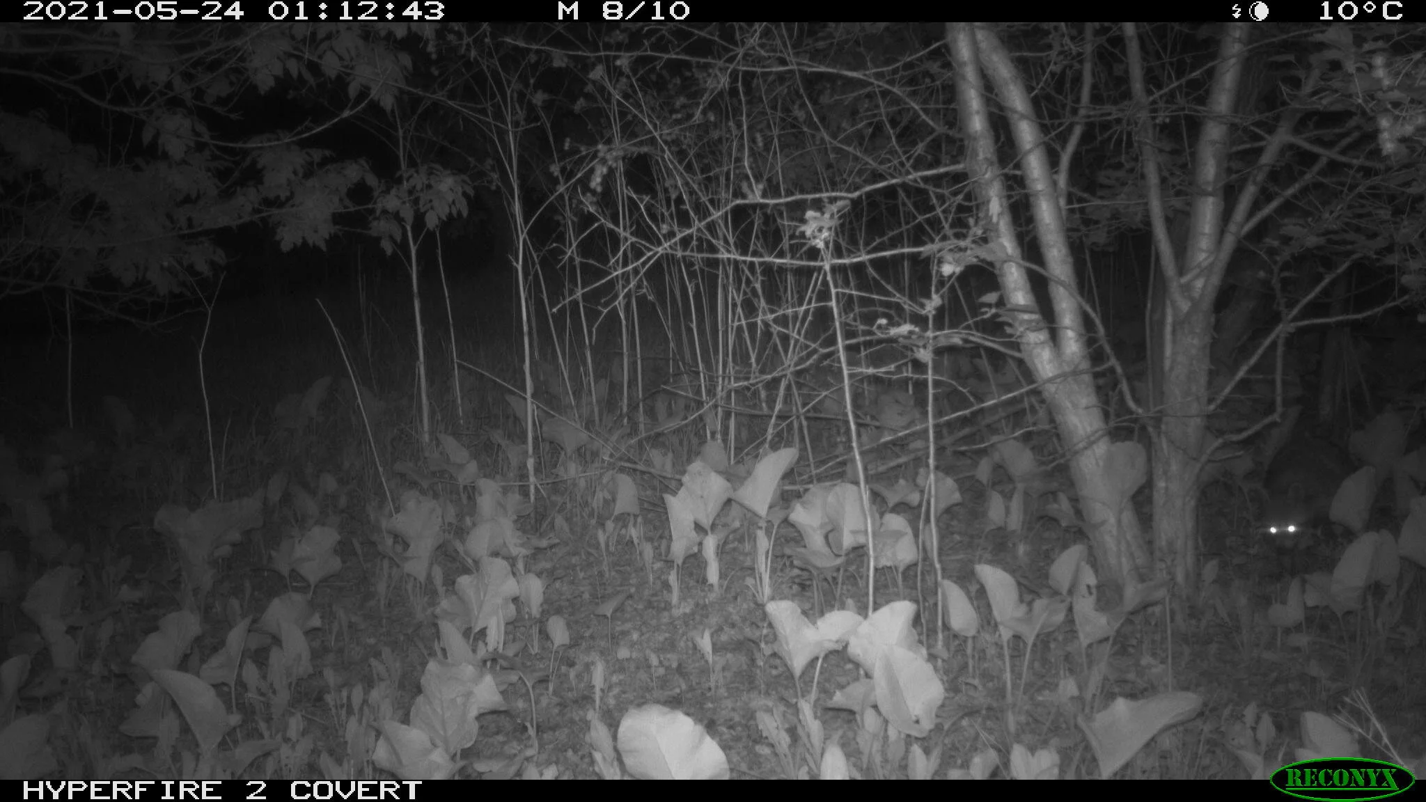 Raccoon, Procyon lotor