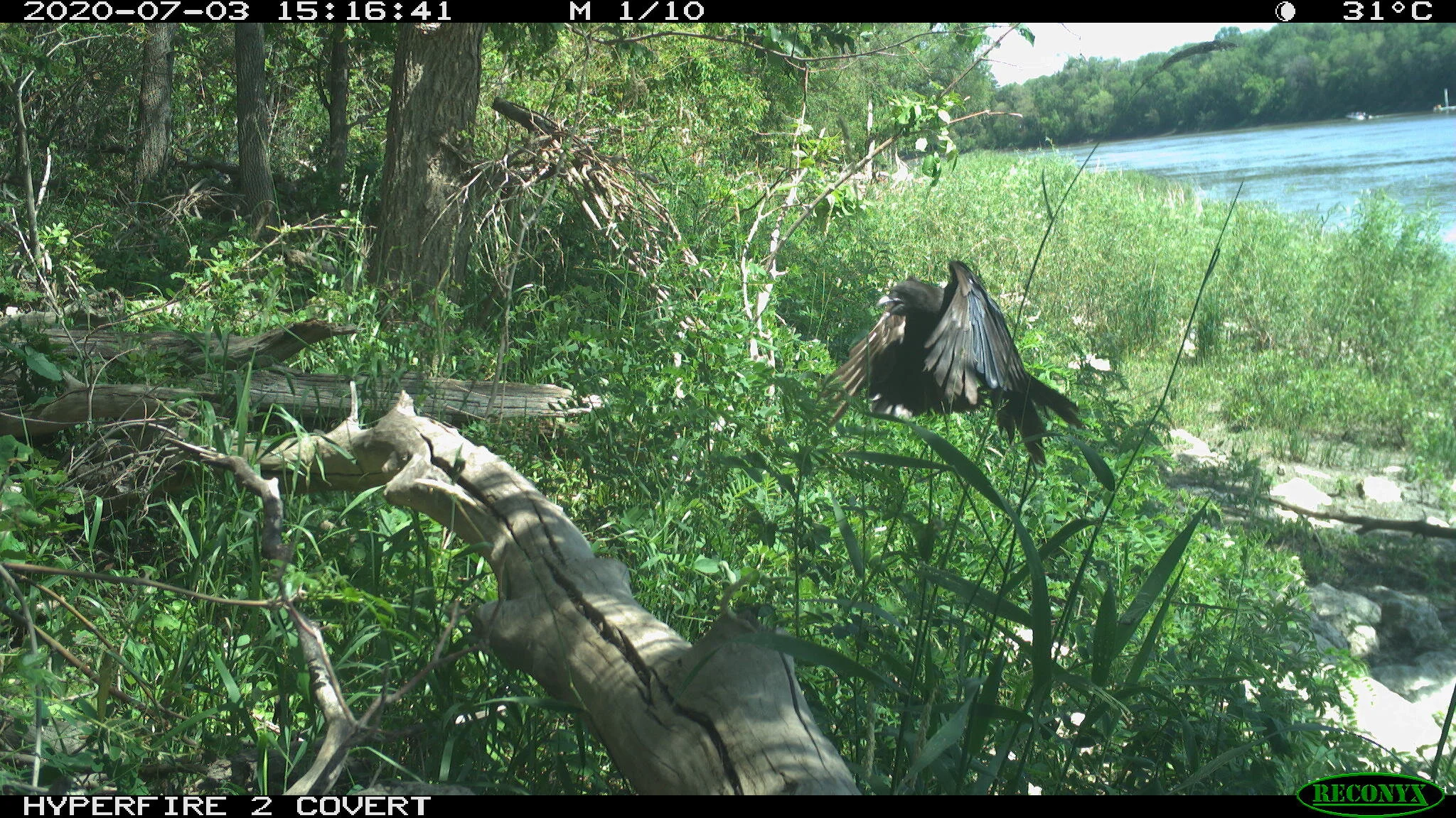 American crow, Corvus brachyrhynchos