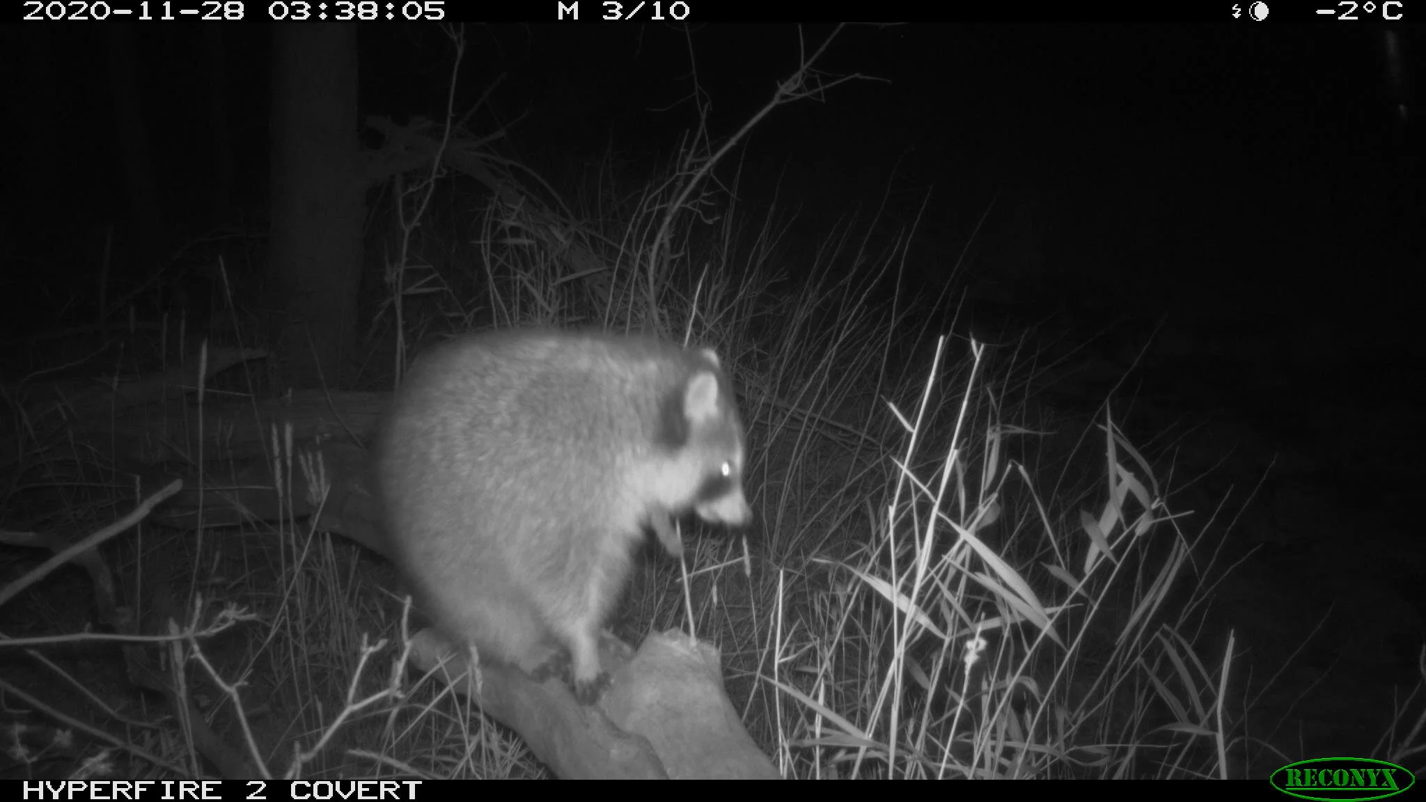 Northern raccoon, Procyon lotor