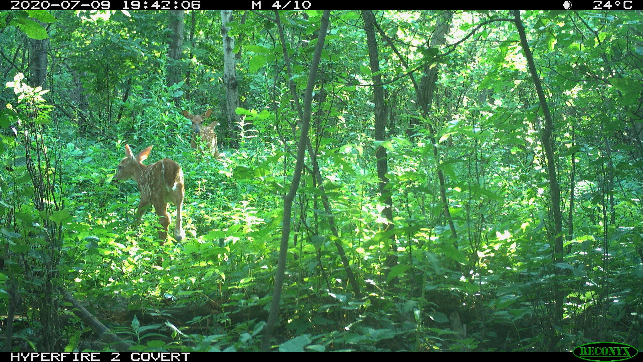 White-tailed deer, Odocoileus virginianus