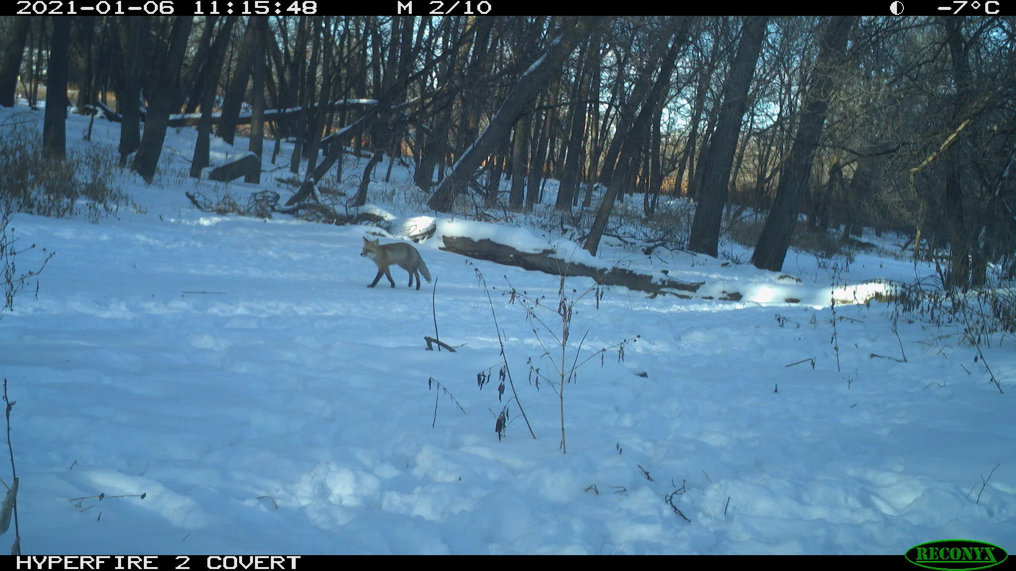 Red fox, Vulpes vulpes