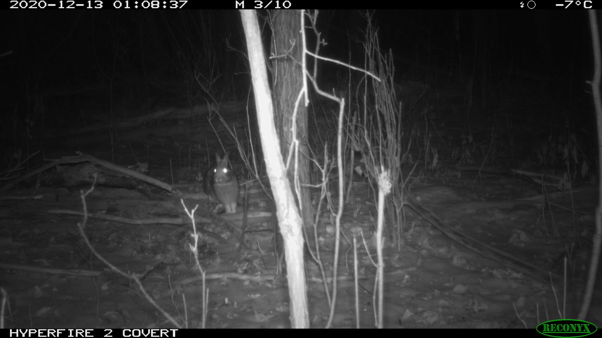 Eastern cottontail rabbit, Sylvilagus floridanus