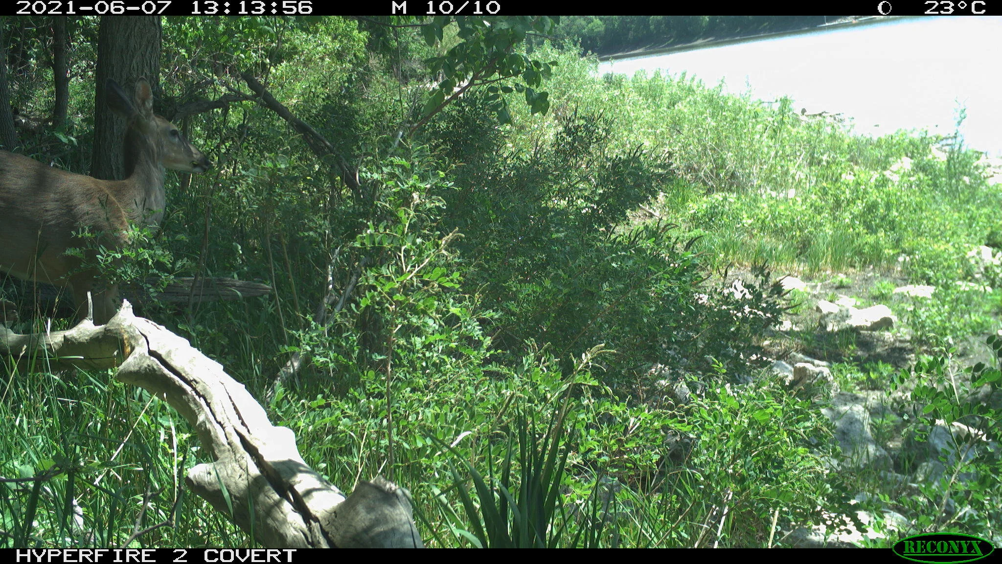White-tailed deer, Odocoileus virginianus