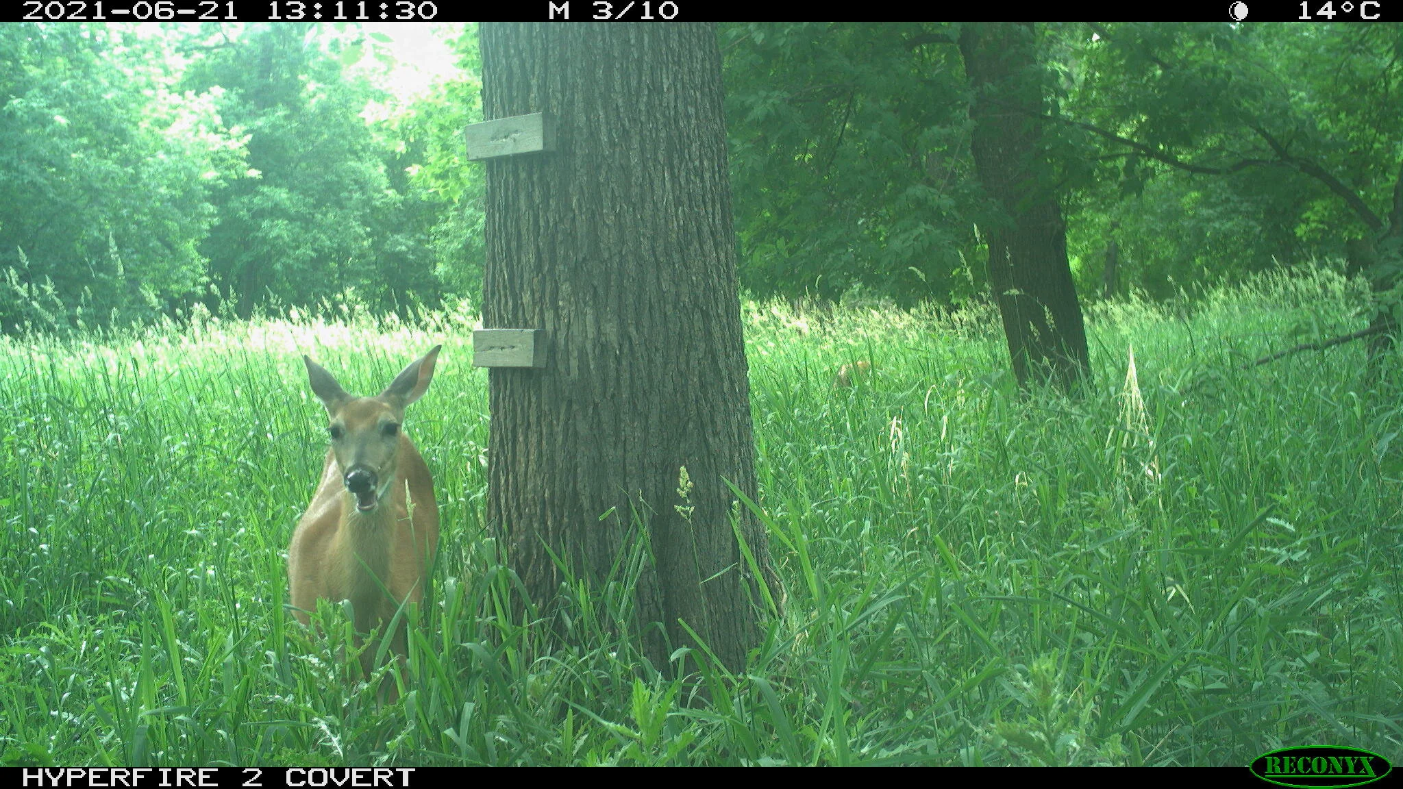White-tailed deer, Odocoileus virginianus