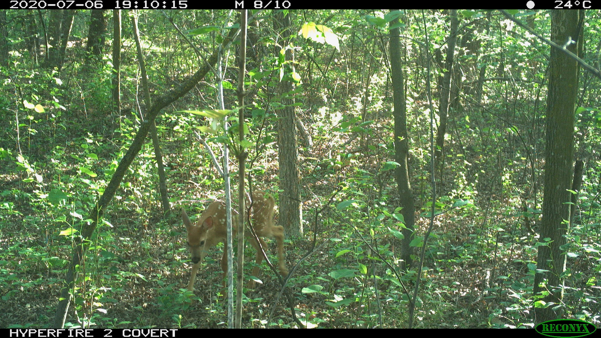 White-tailed deer, Odocoileus virginianus
