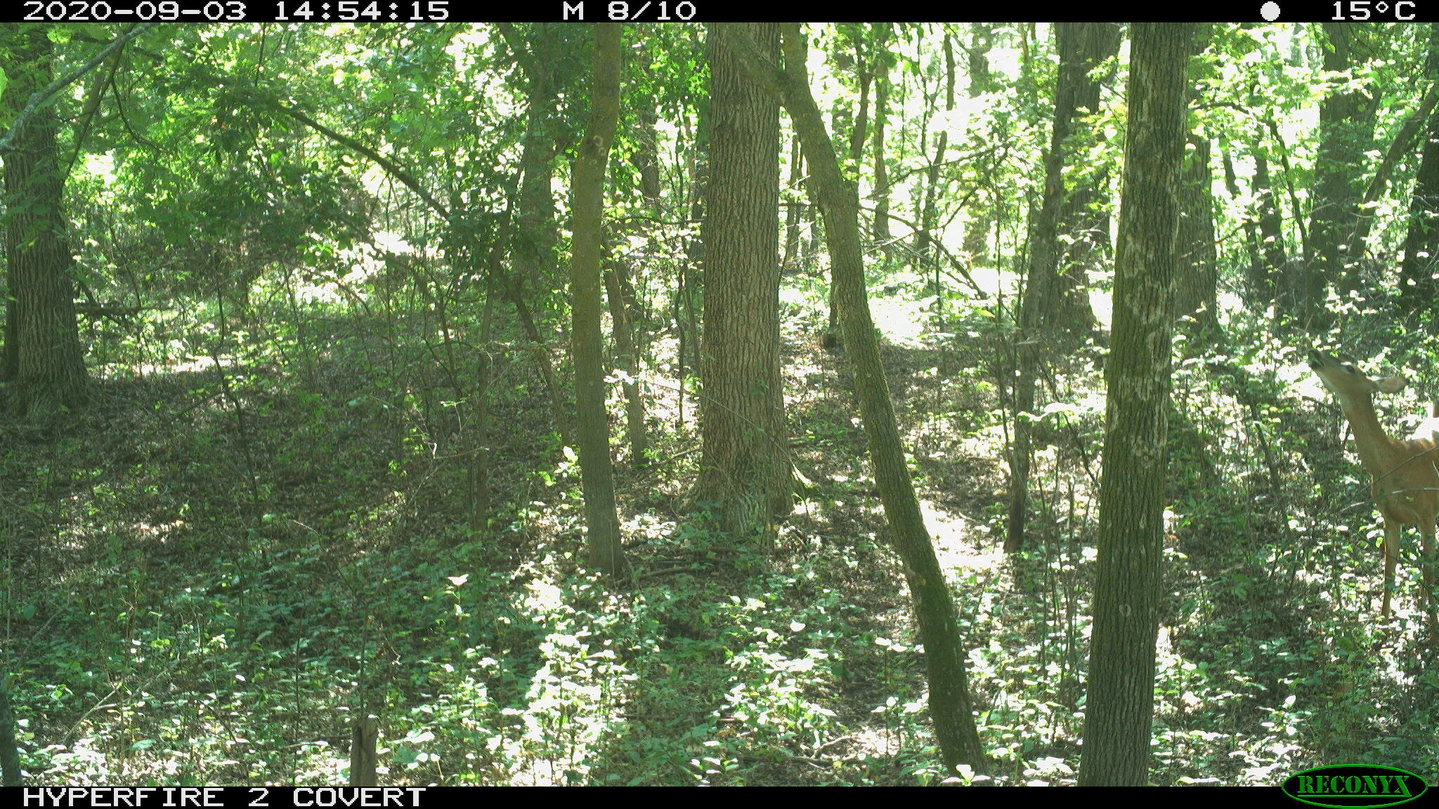 White-tailed deer, Odocoileus virginianus