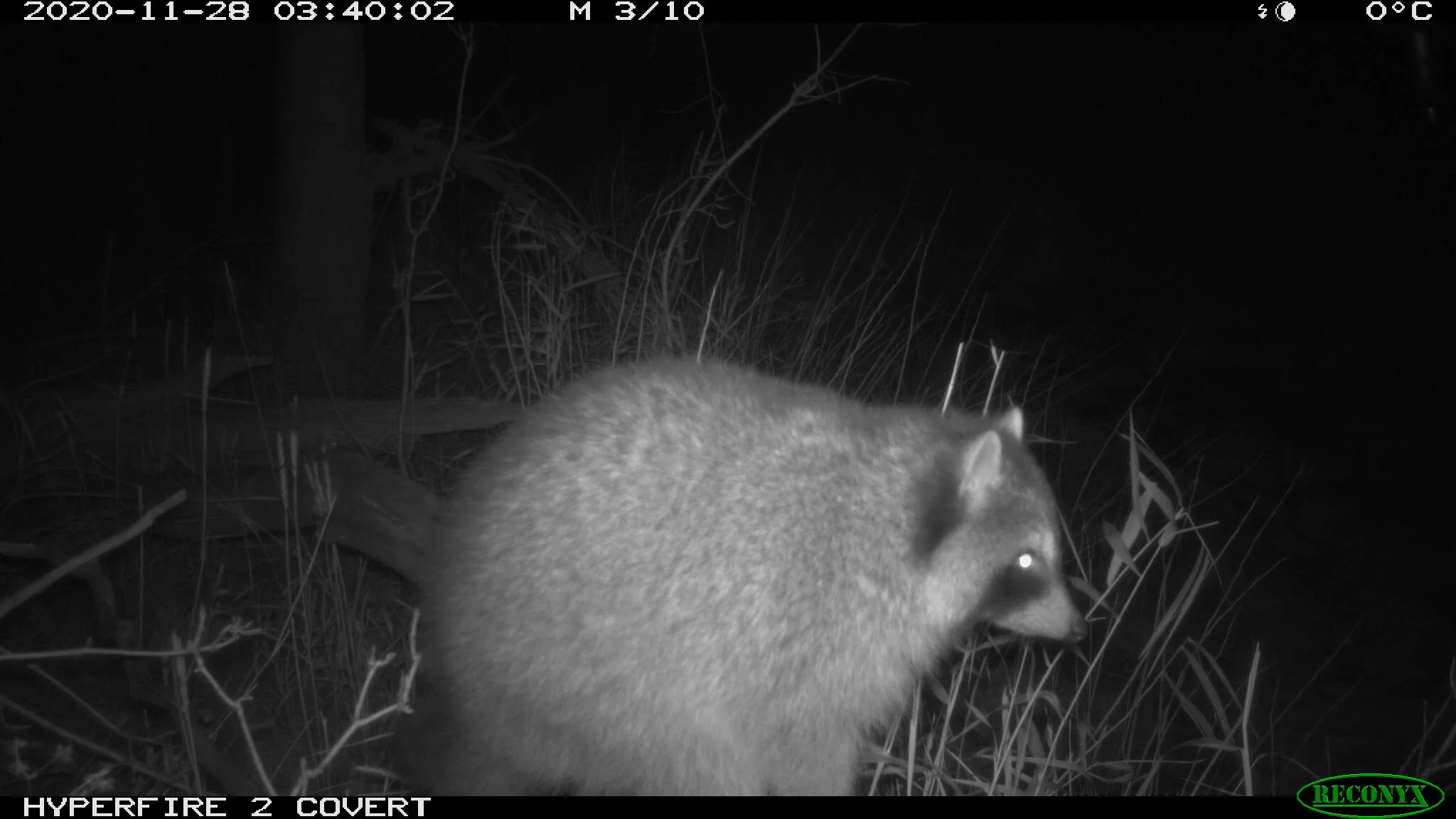 Northern raccoon, Procyon lotor