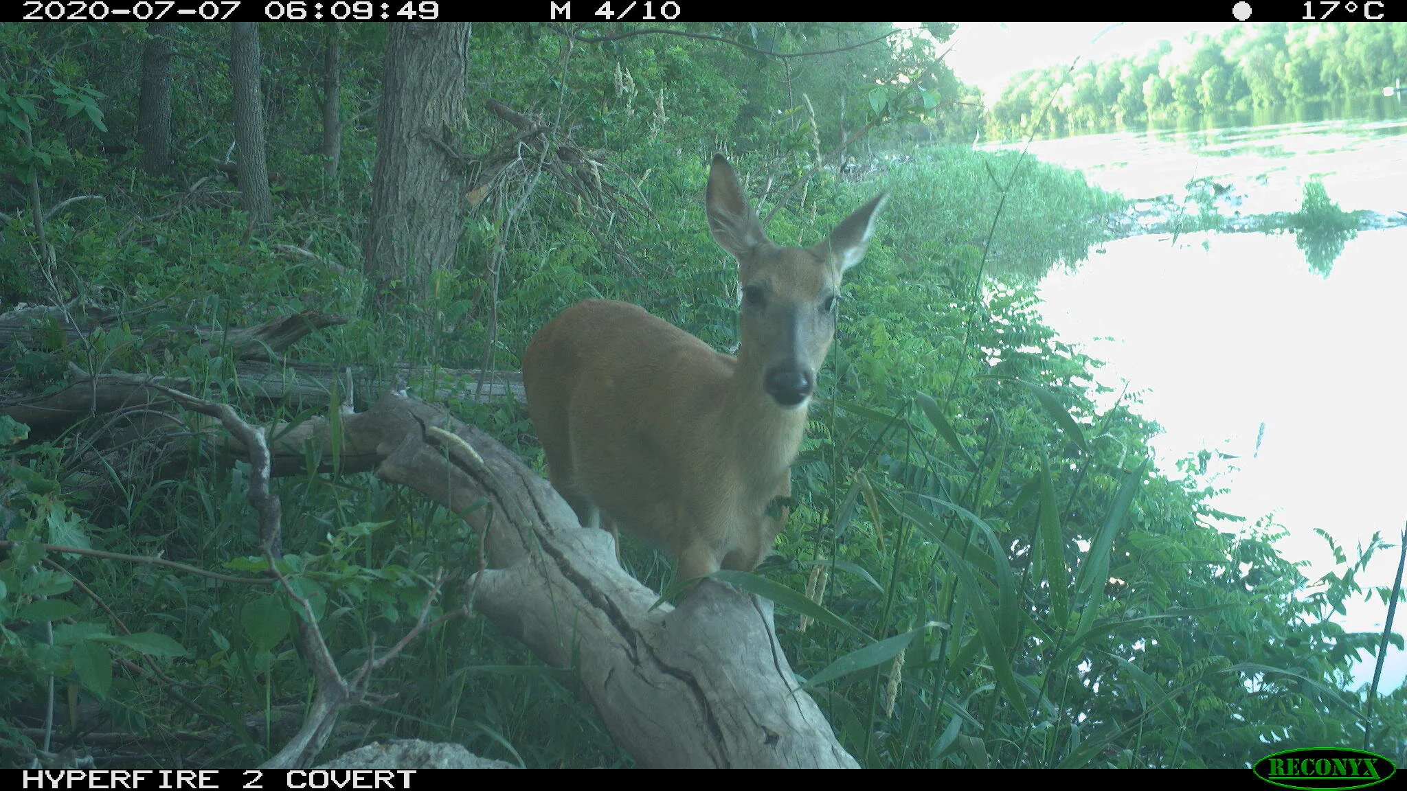 White-tailed deer, Odocoileus virginianus