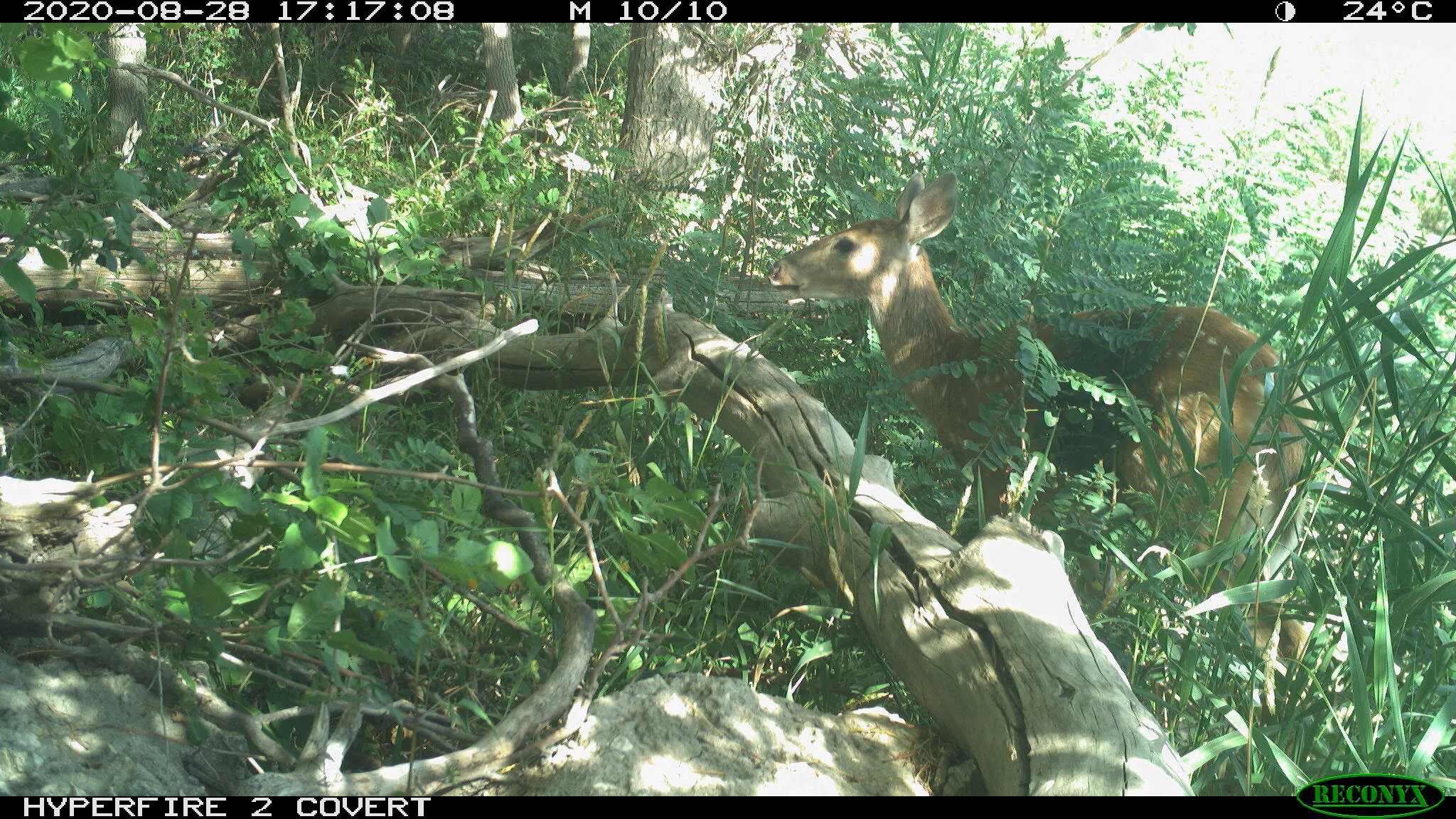 Juvenile white-tailed deer, Odocoileus virginianus