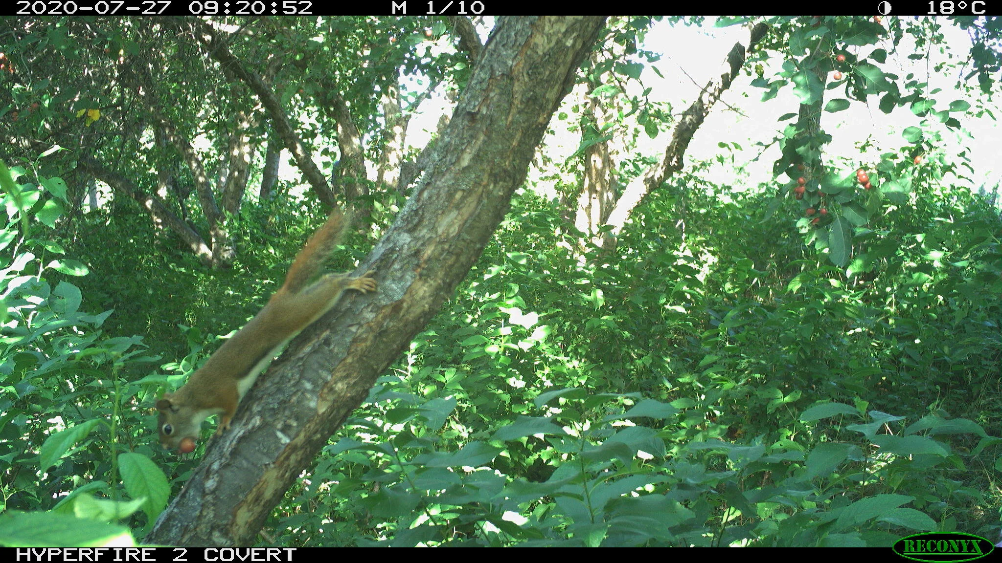 Red squirrel, Tamiasciurus hudsonicus