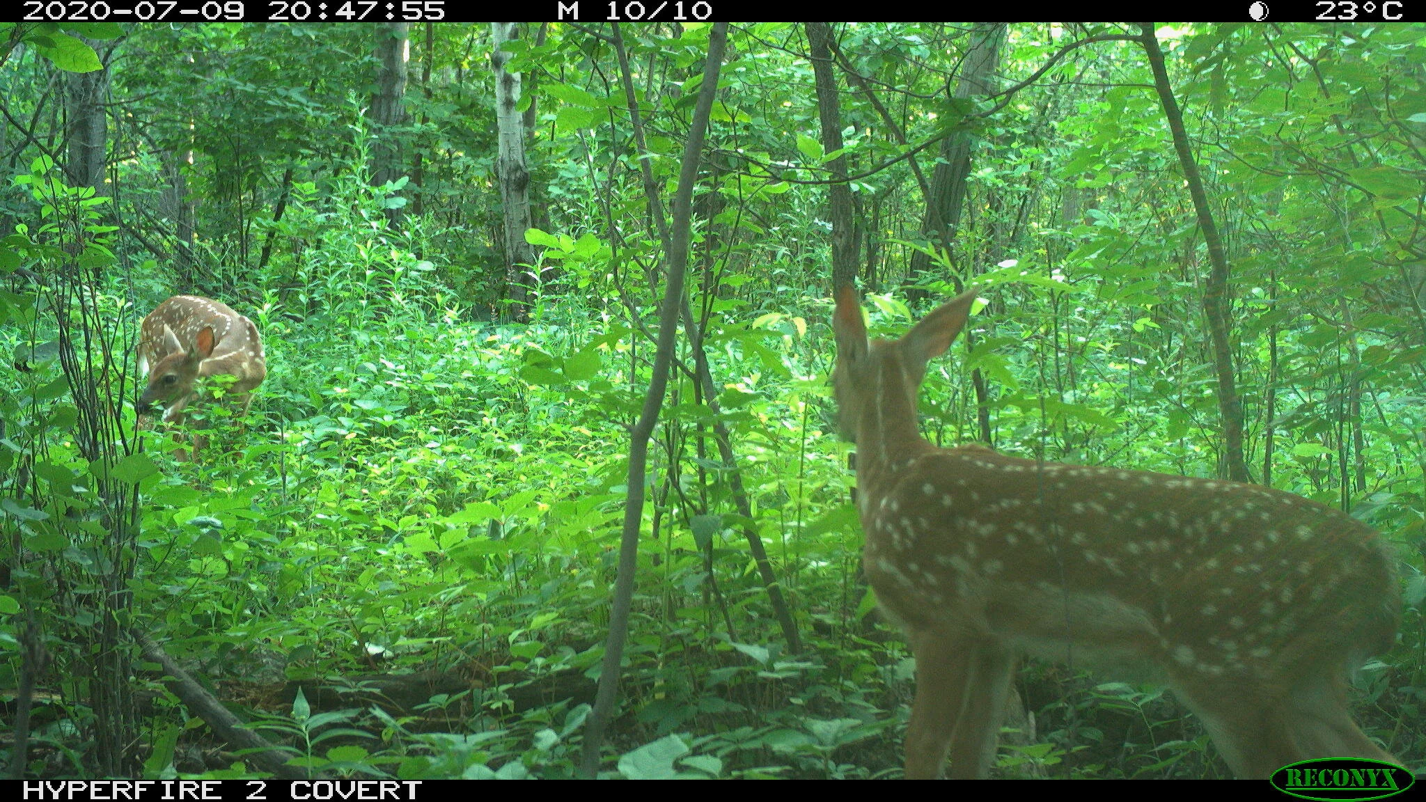 White-tailed deer, Odocoileus virginianus