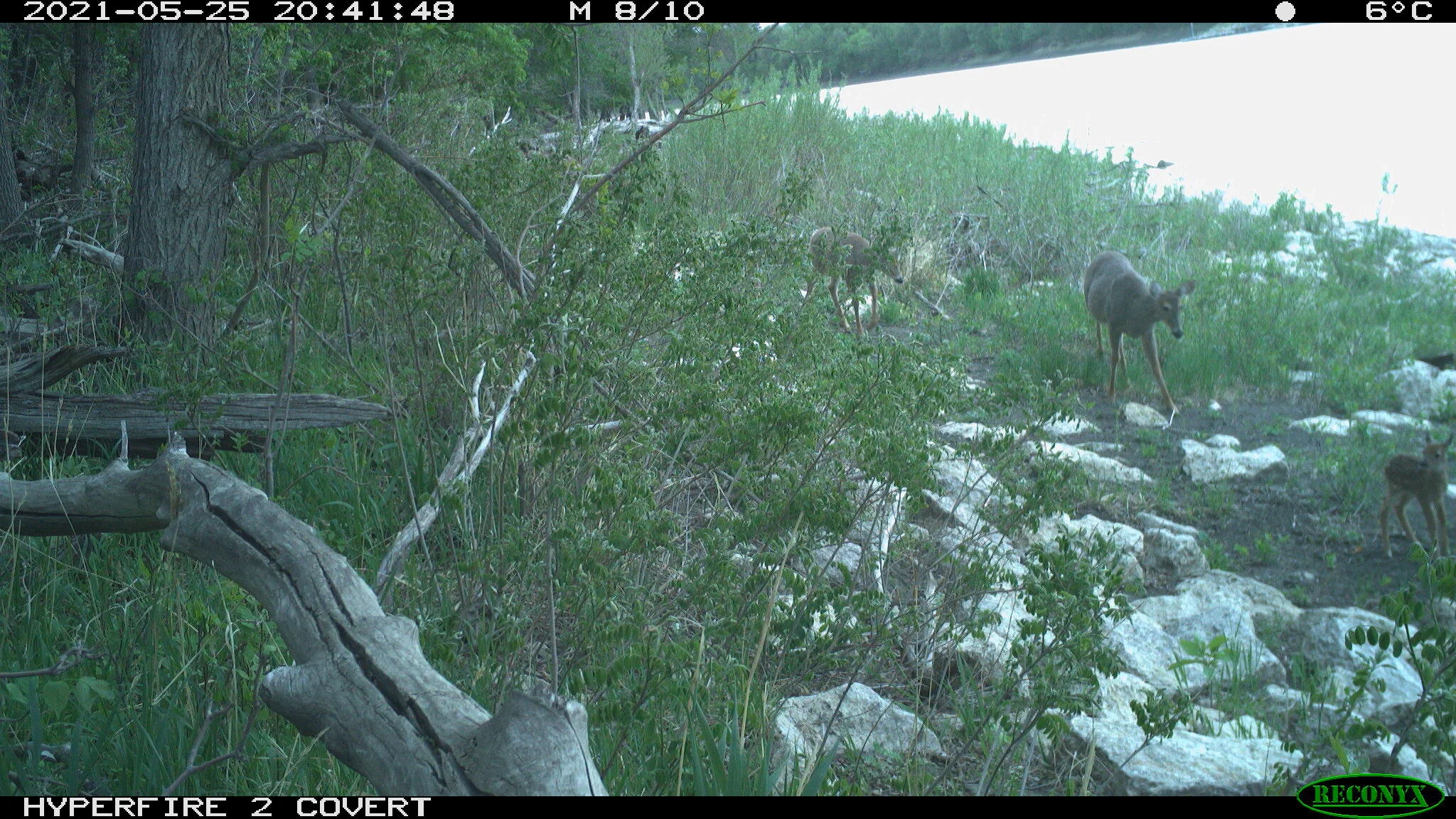 White-tailed deer, Odocoileus virginianus