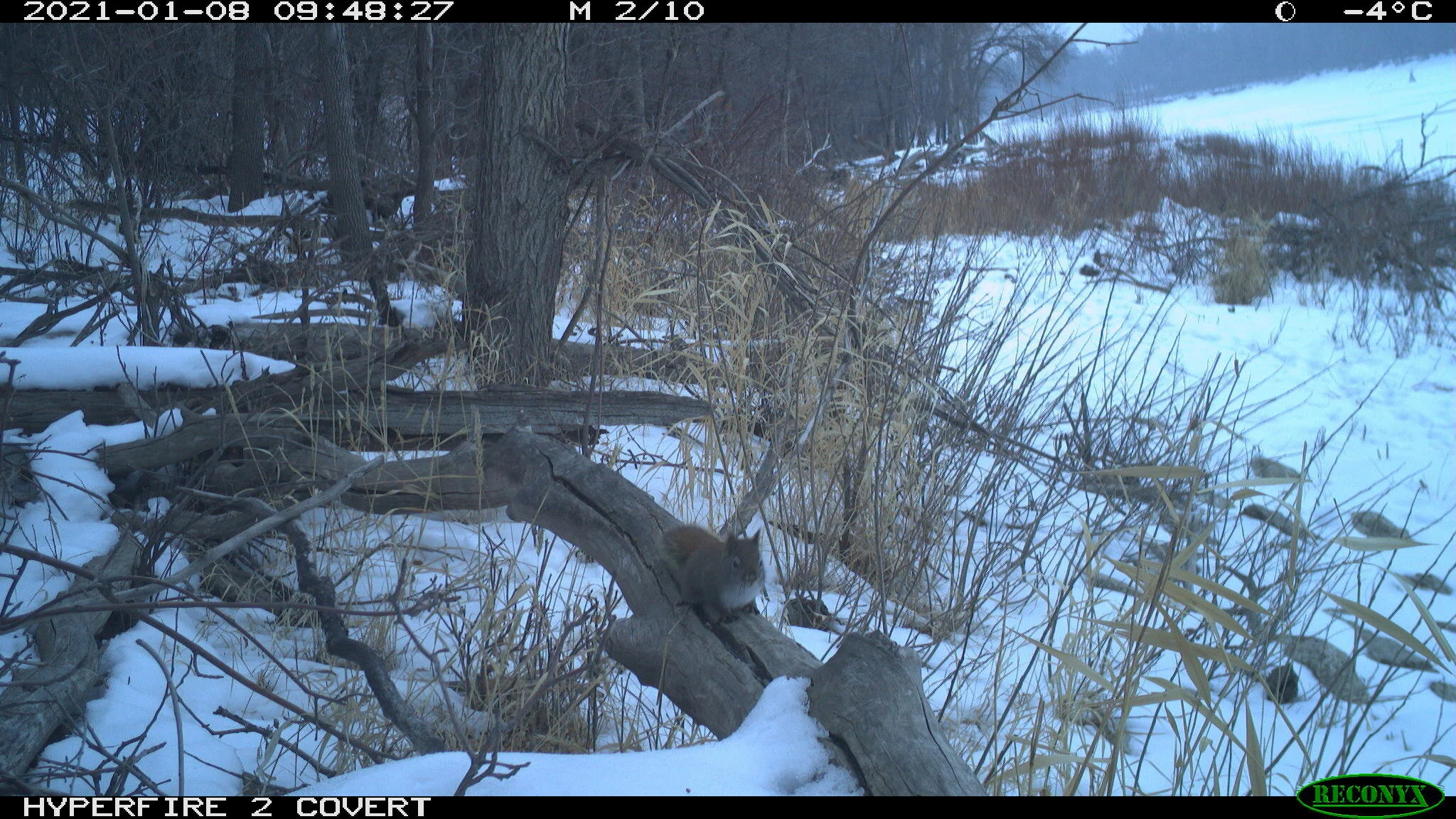 Red squirrel, Tamiasciurus hudsonicus