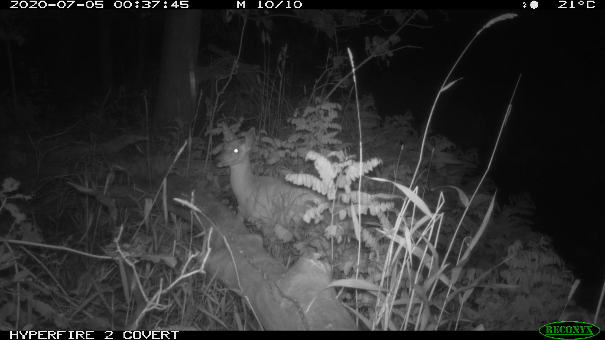 Raccoon, Procyon lotor