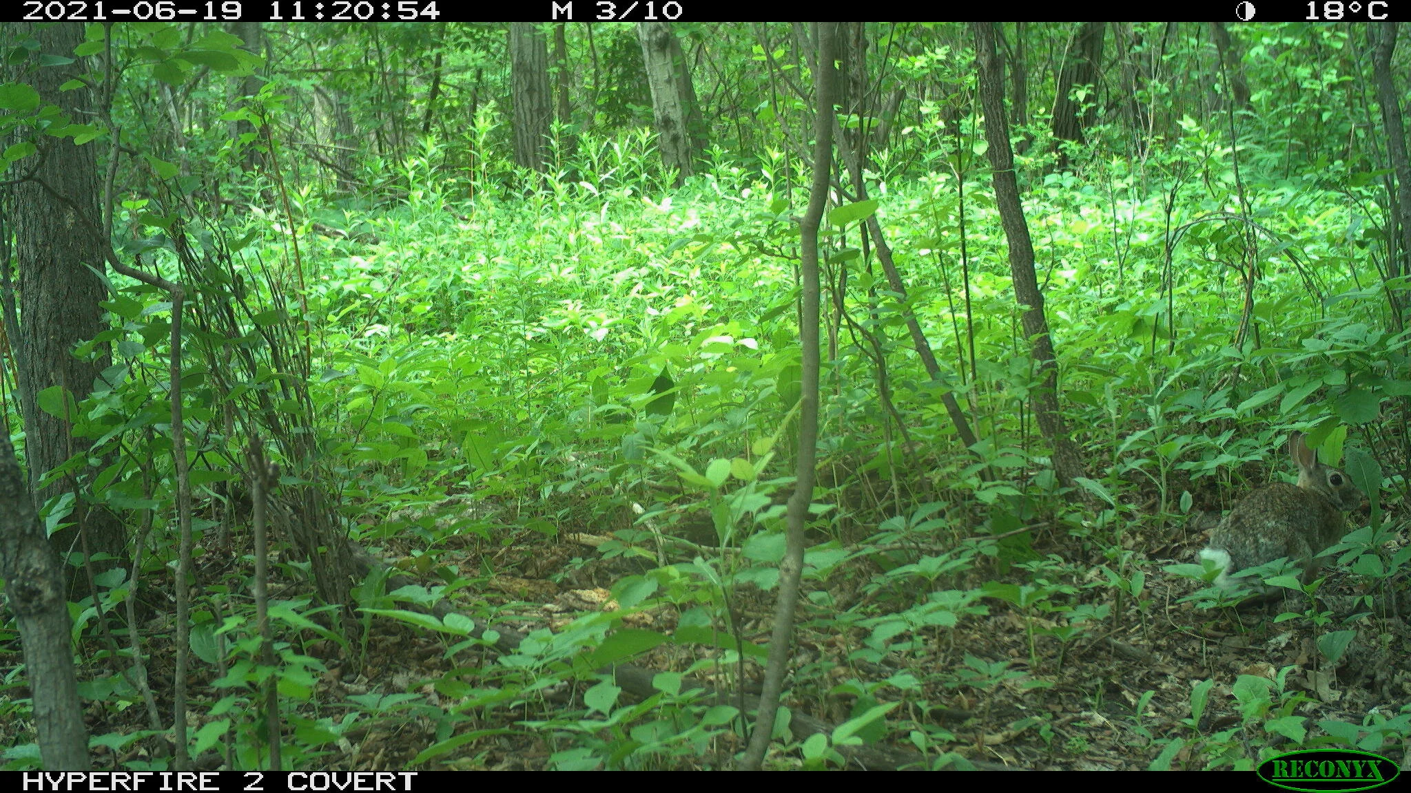 Eastern cottontail rabbit, Sylvilagus floridanus
