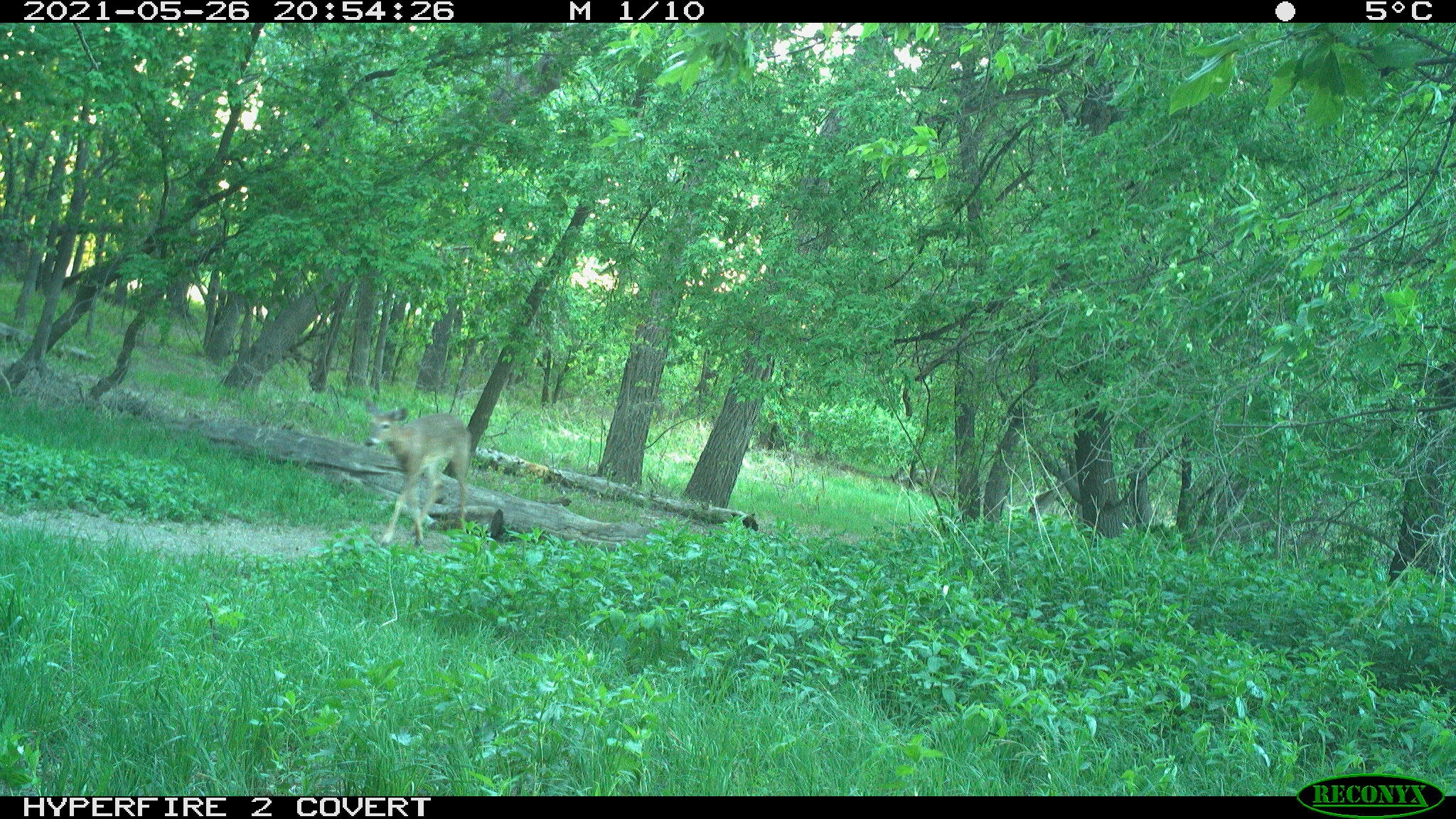 White-tailed deer, Odocoileus virginianus