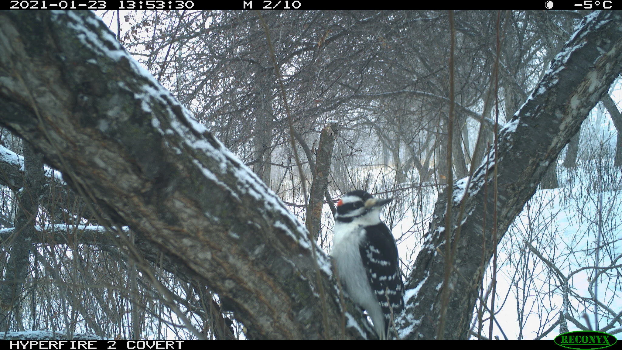 Downy woodpecker, Picoides pubescens