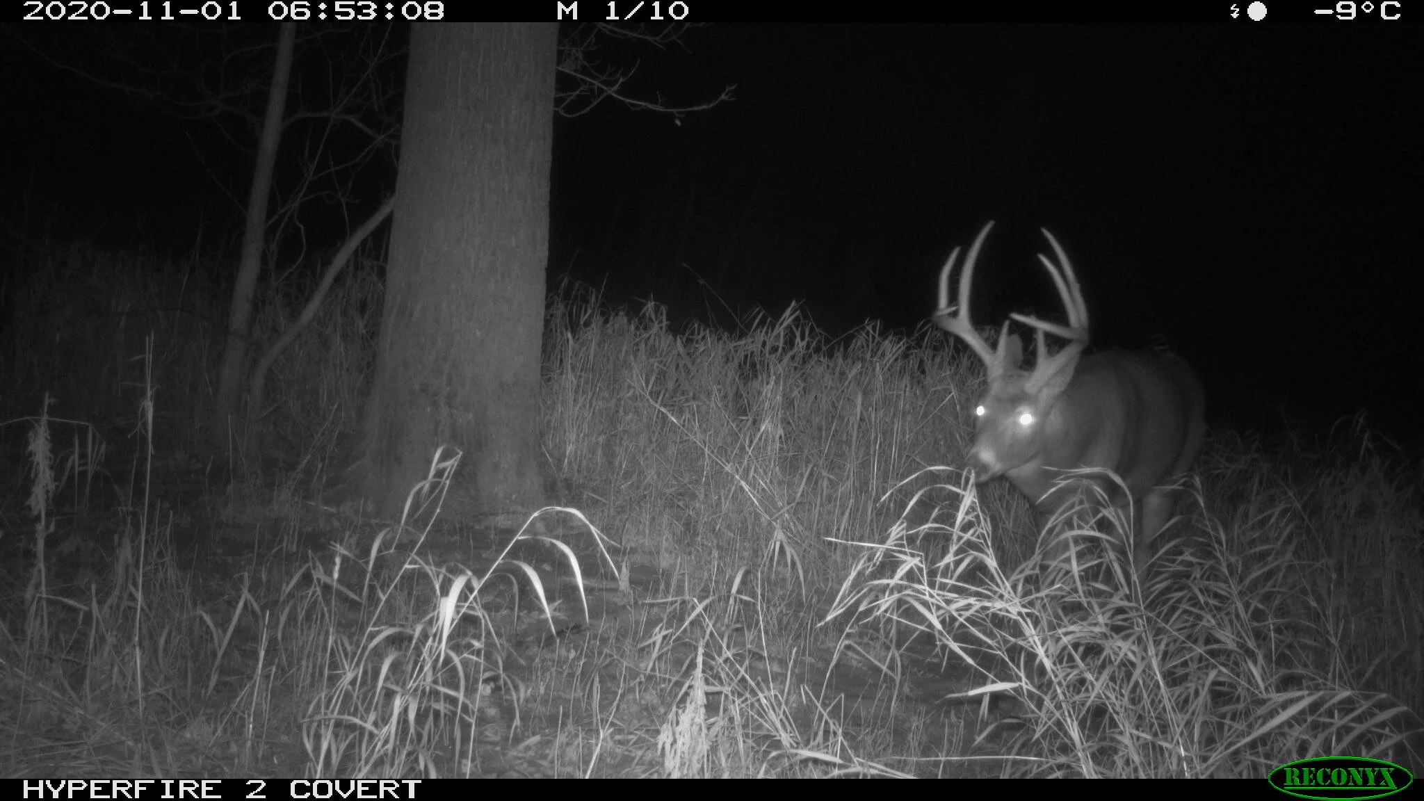 White-tailed deer, Odocoileus virginianus