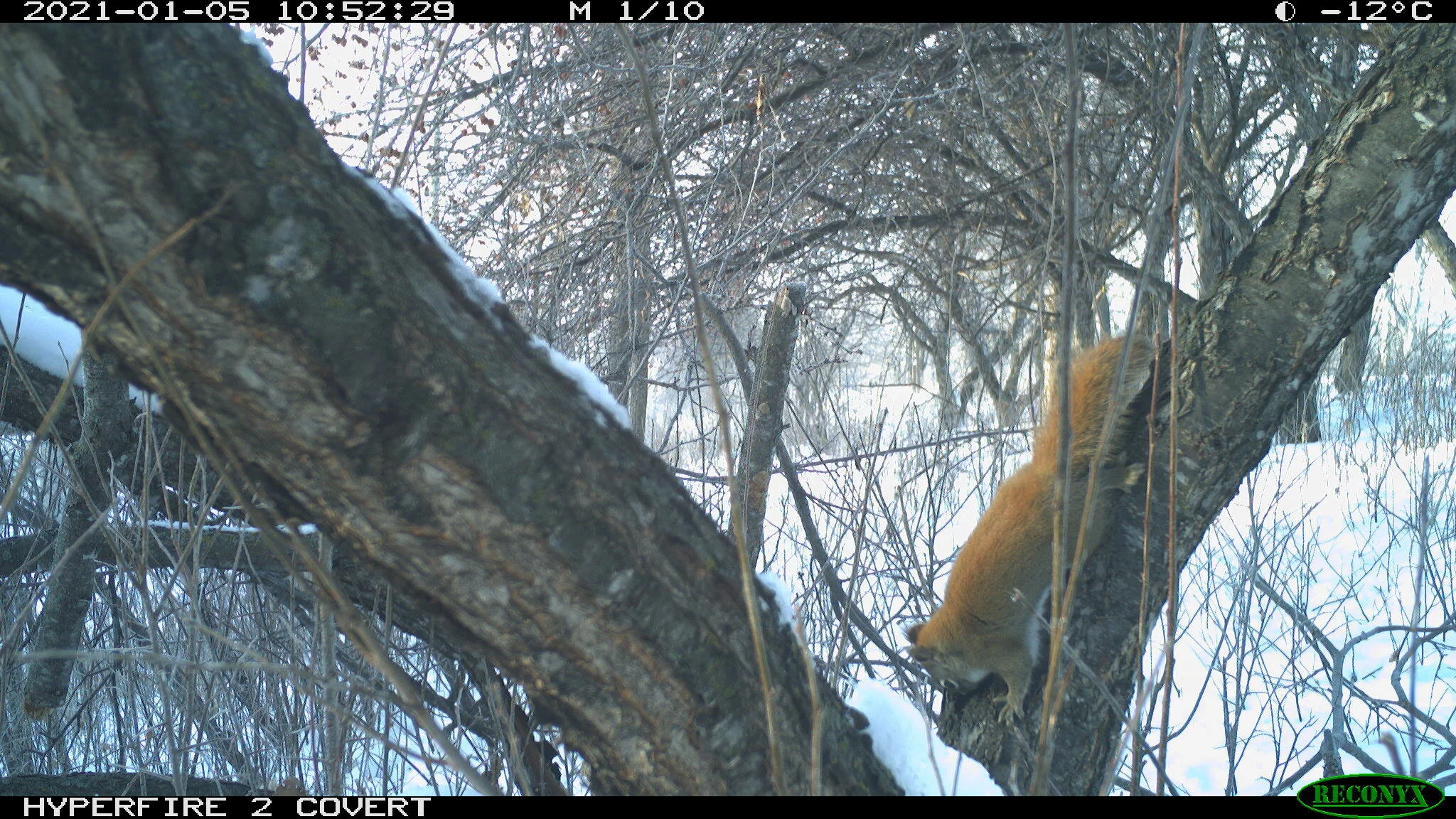 Red squirrel, Tamiasciurus hudsonicus