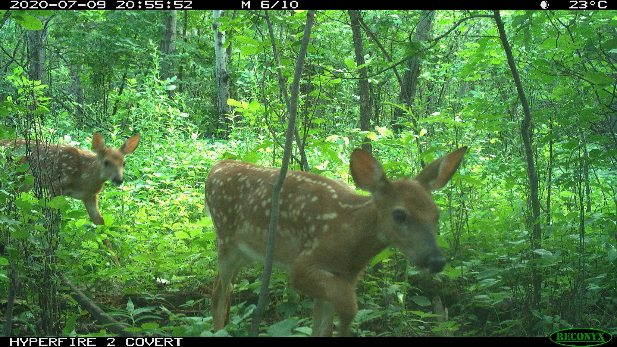 White-tailed deer, Odocoileus virginianus