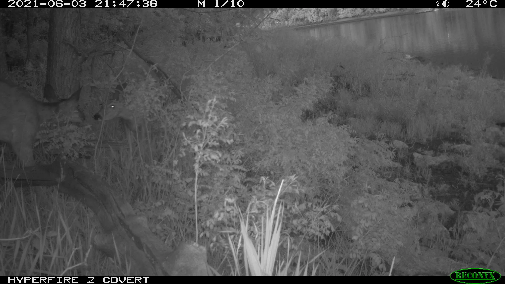 White-tailed deer, Odocoileus virginianus