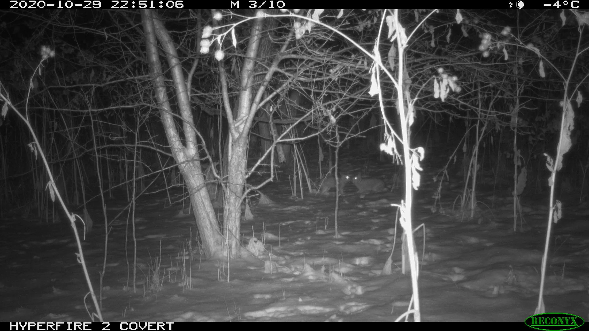 Eastern cottontail rabbit, Sylvilagus floridanus