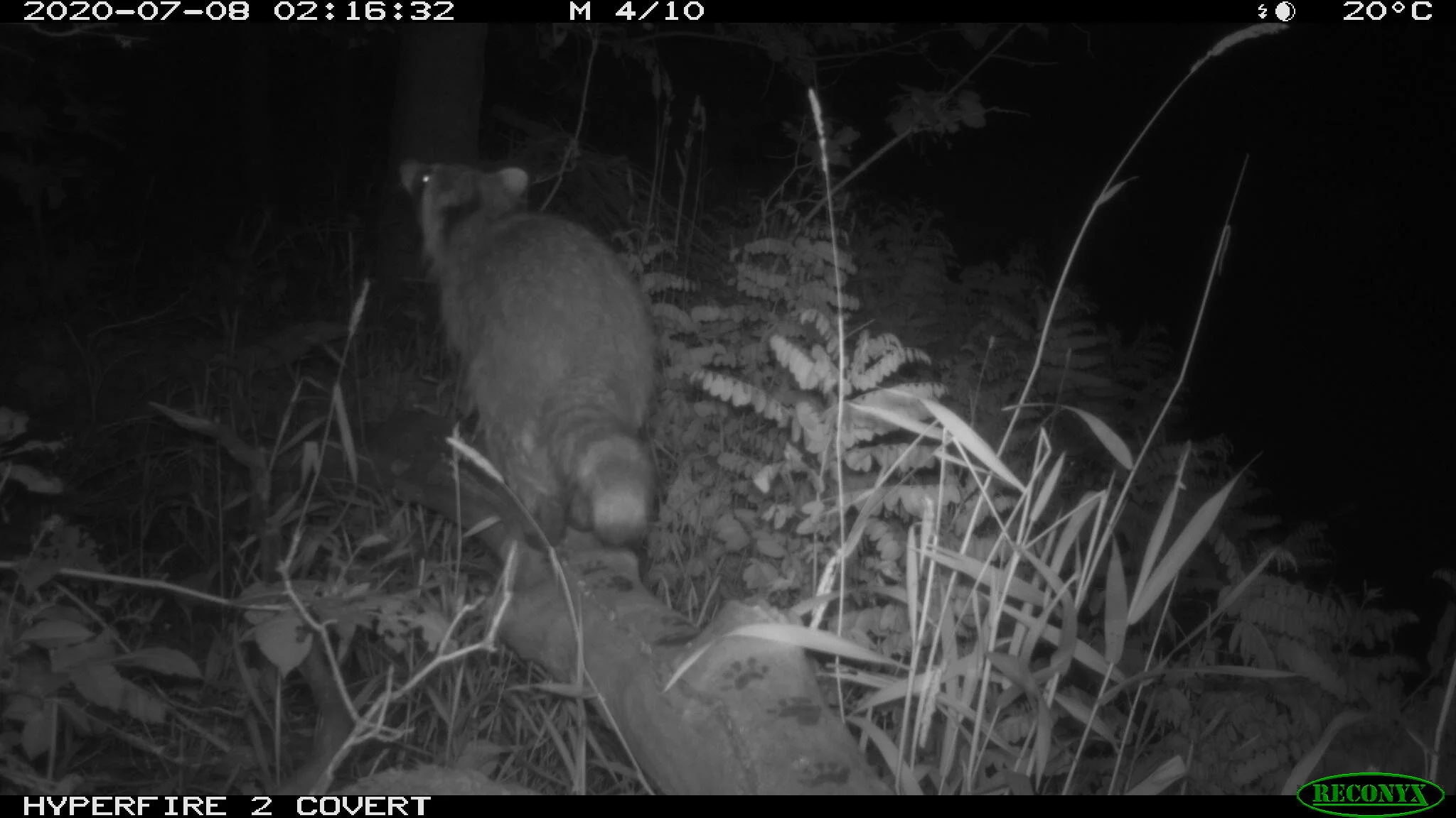 Raccoon, Procyon lotor