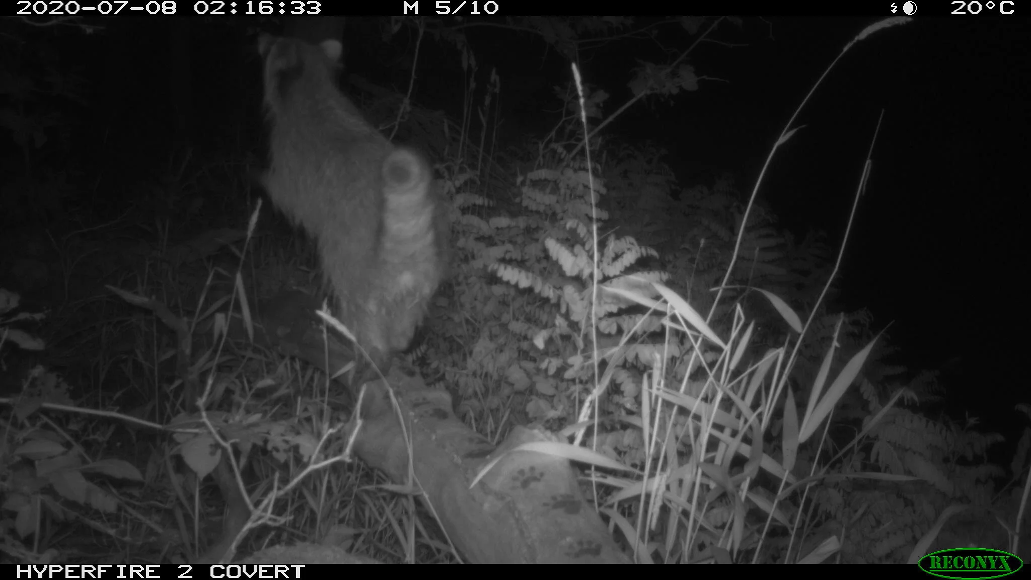 Raccoon, Procyon lotor