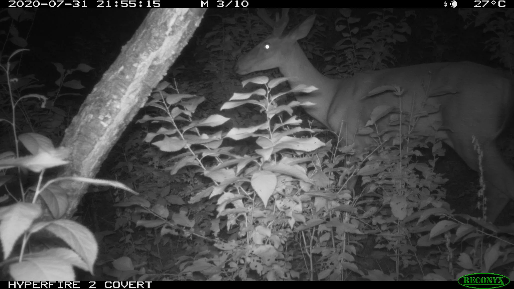 White-tailed deer, Odocoileus virginianus