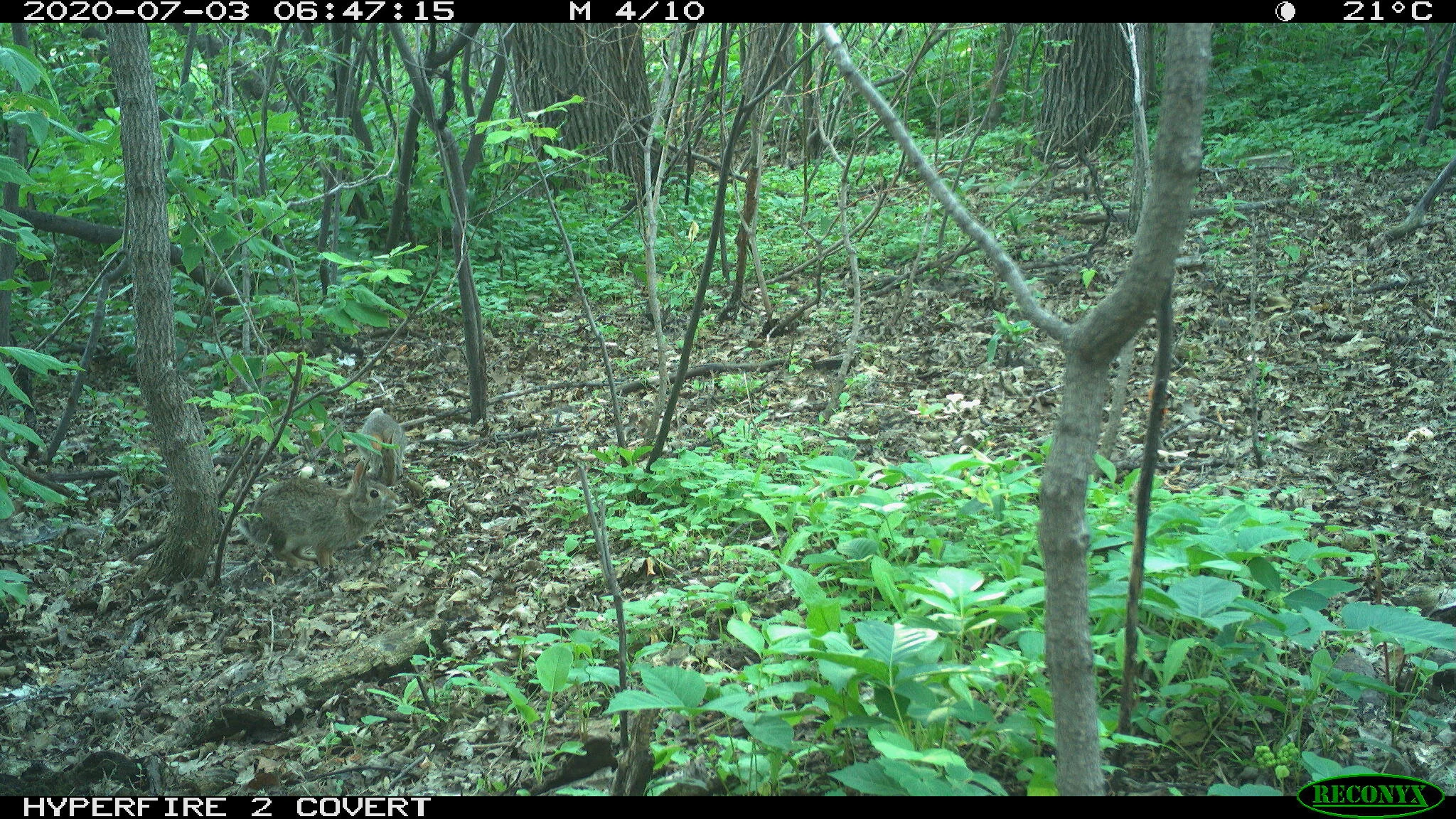 Eastern cottontail rabbit, Sylvilagus floridanus