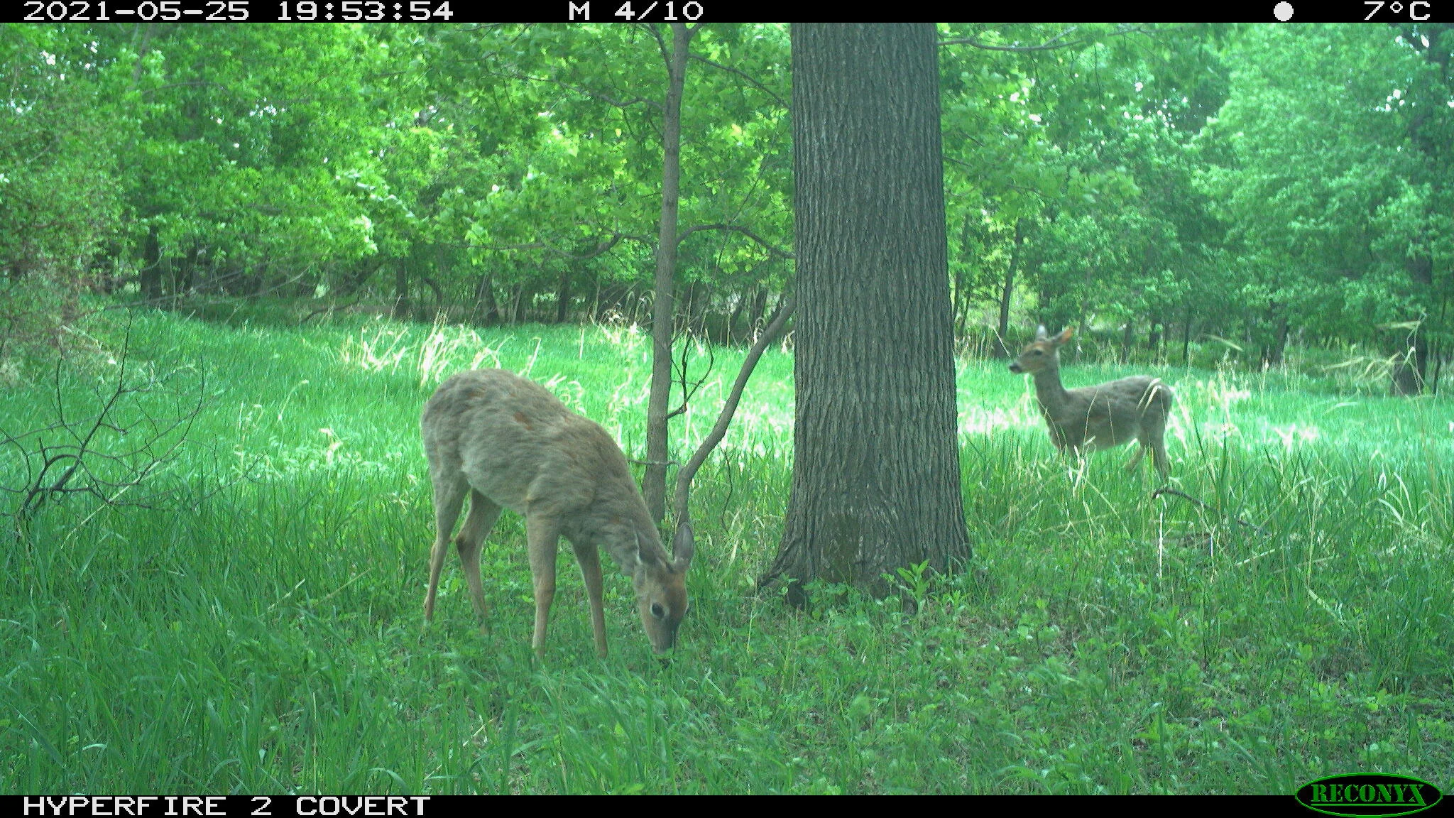 White-tailed deer, Odocoileus virginianus