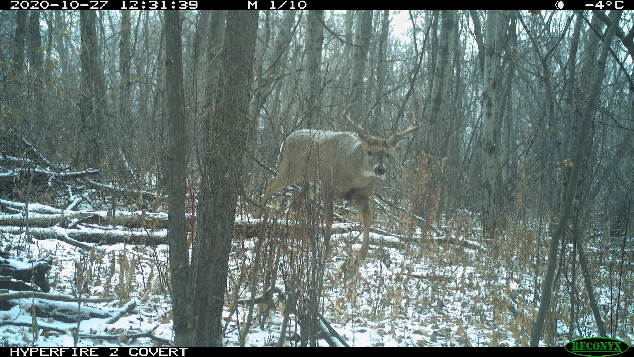 White-tailed deer, Odocoileus virginianus