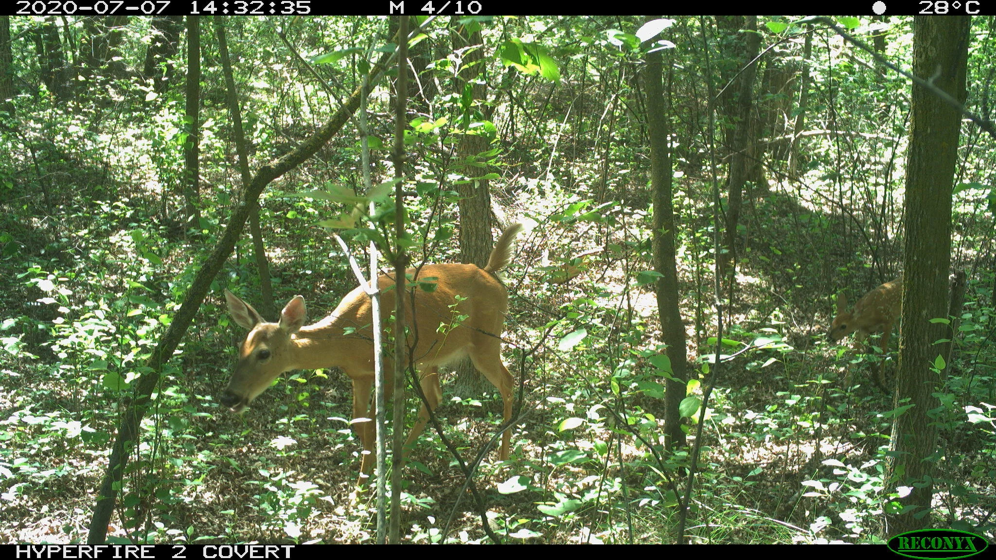 White-tailed deer, Odocoileus virginianus