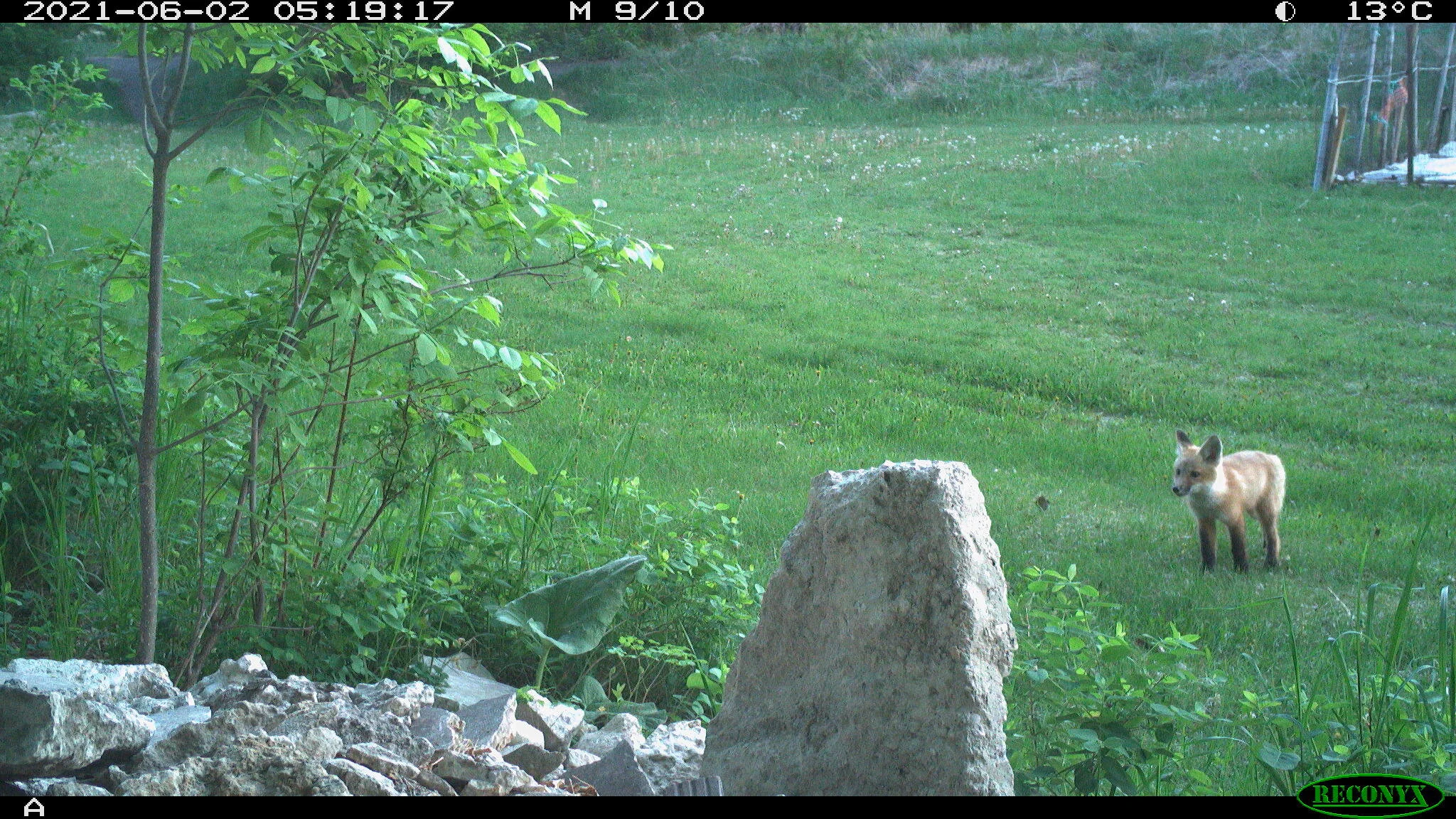Juvenile red fox, Vulpes vulpes