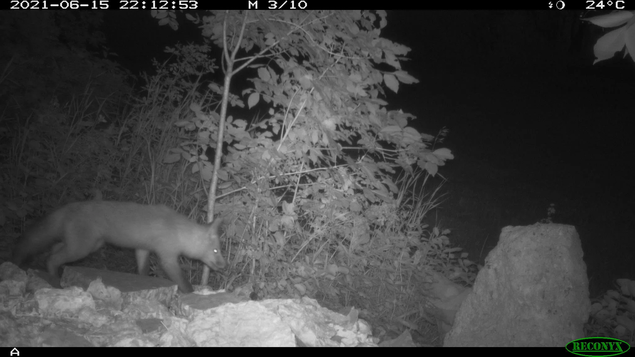 Red fox, Vulpes vulpes