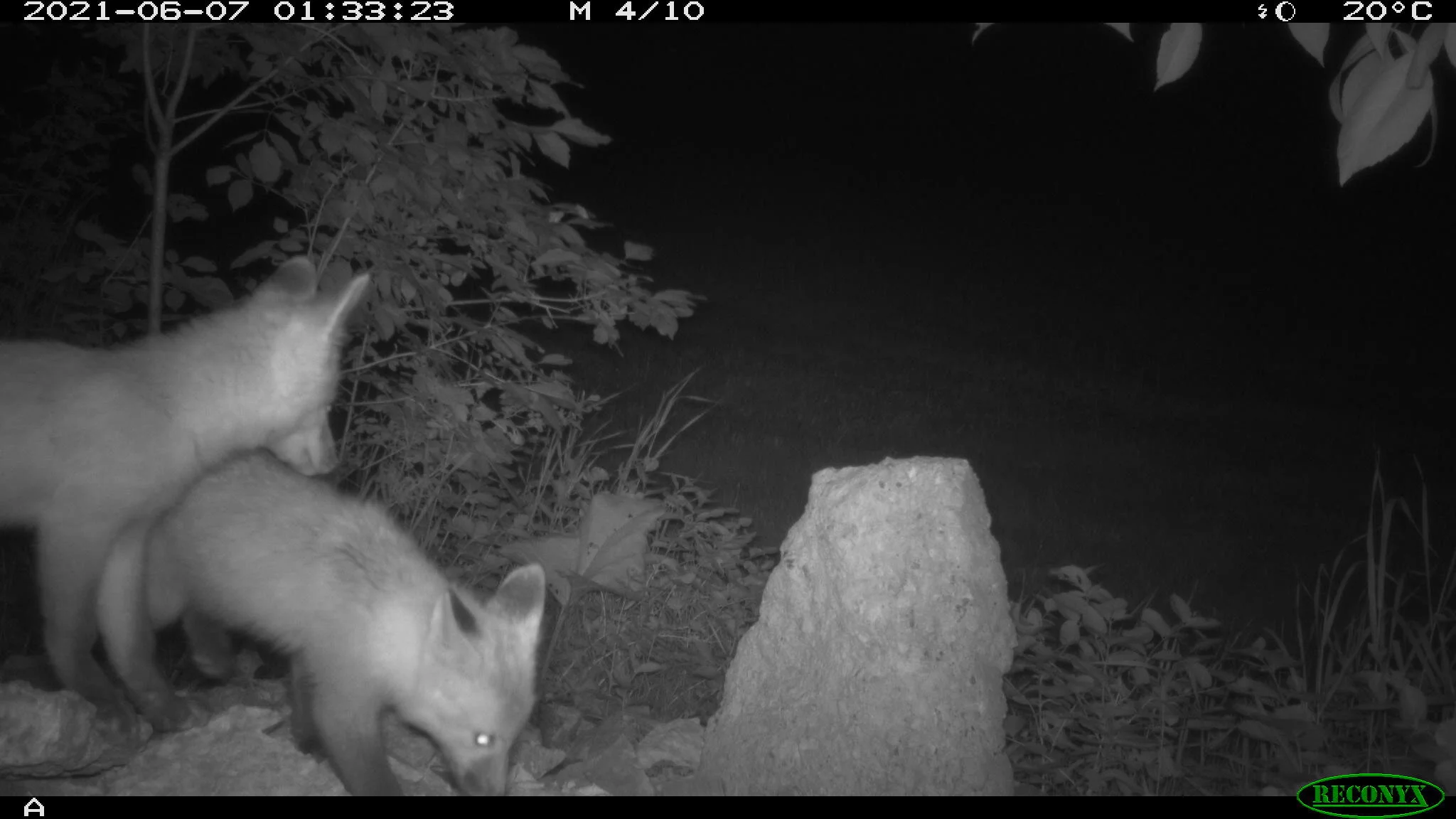Juvenile red fox, Vulpes vulpes
