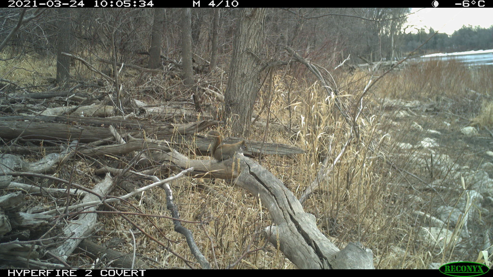 Red squirrel, Tamiasciurus hudsonicus