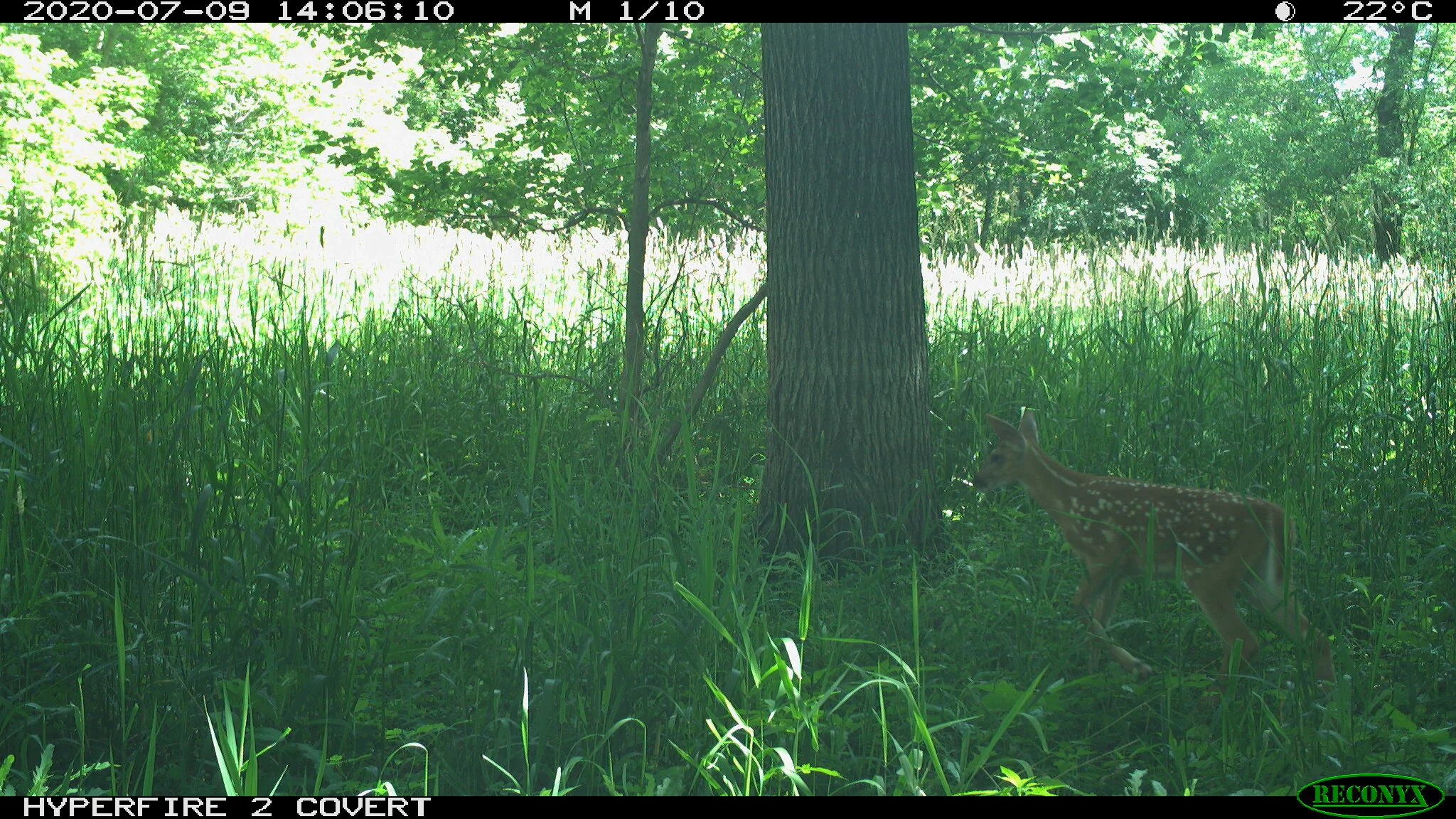 White-tailed deer, Odocoileus virginianus