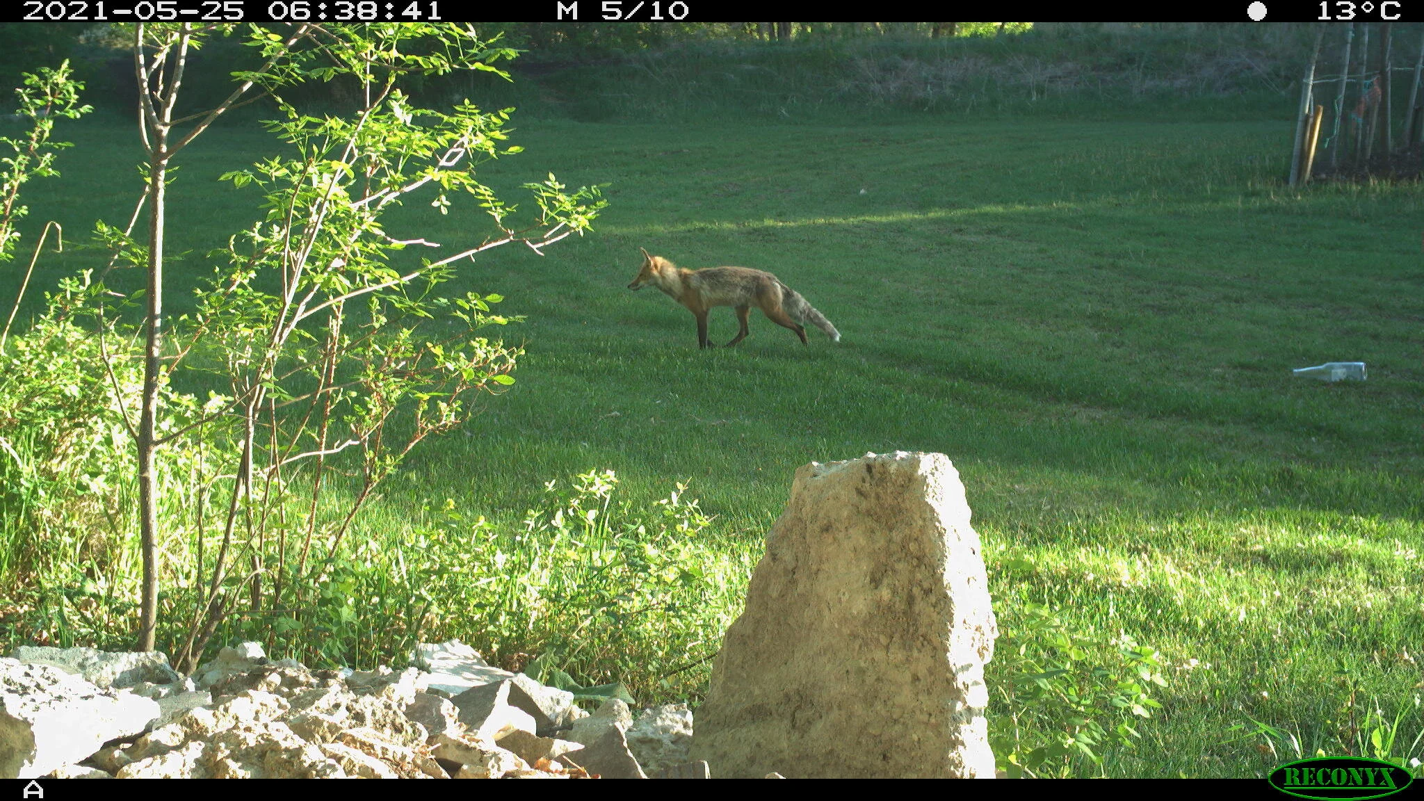 Red fox, Vulpes vulpes