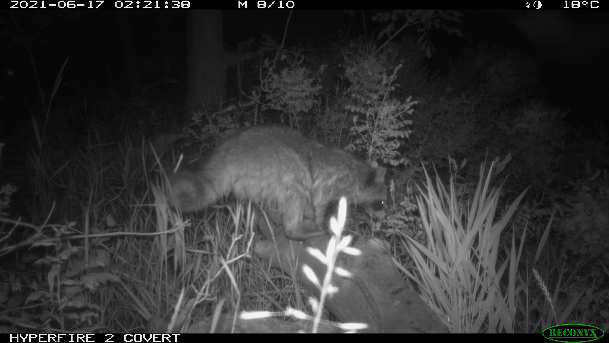 Raccoon, Procyon lotor