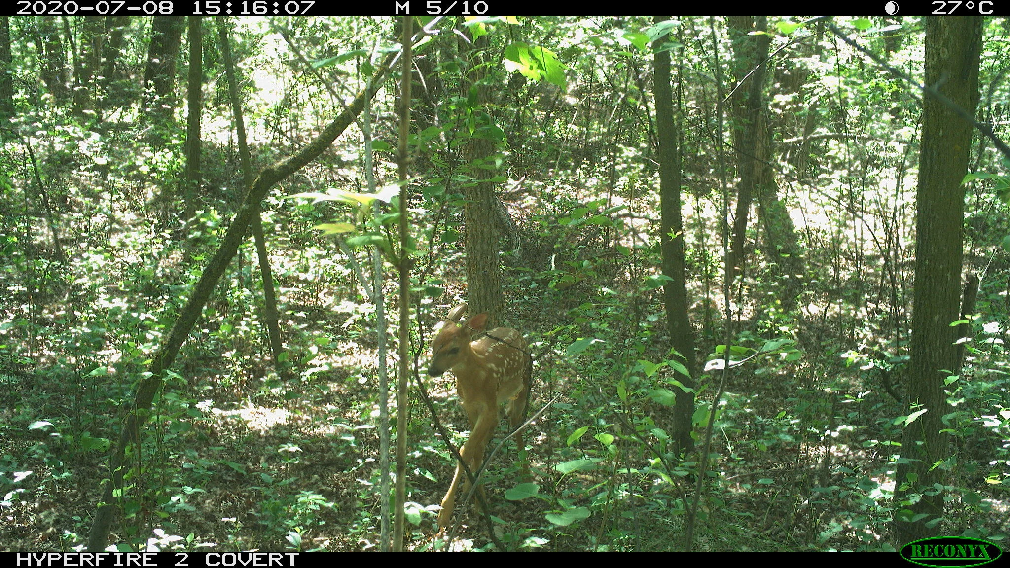 White-tailed deer, Odocoileus virginianus