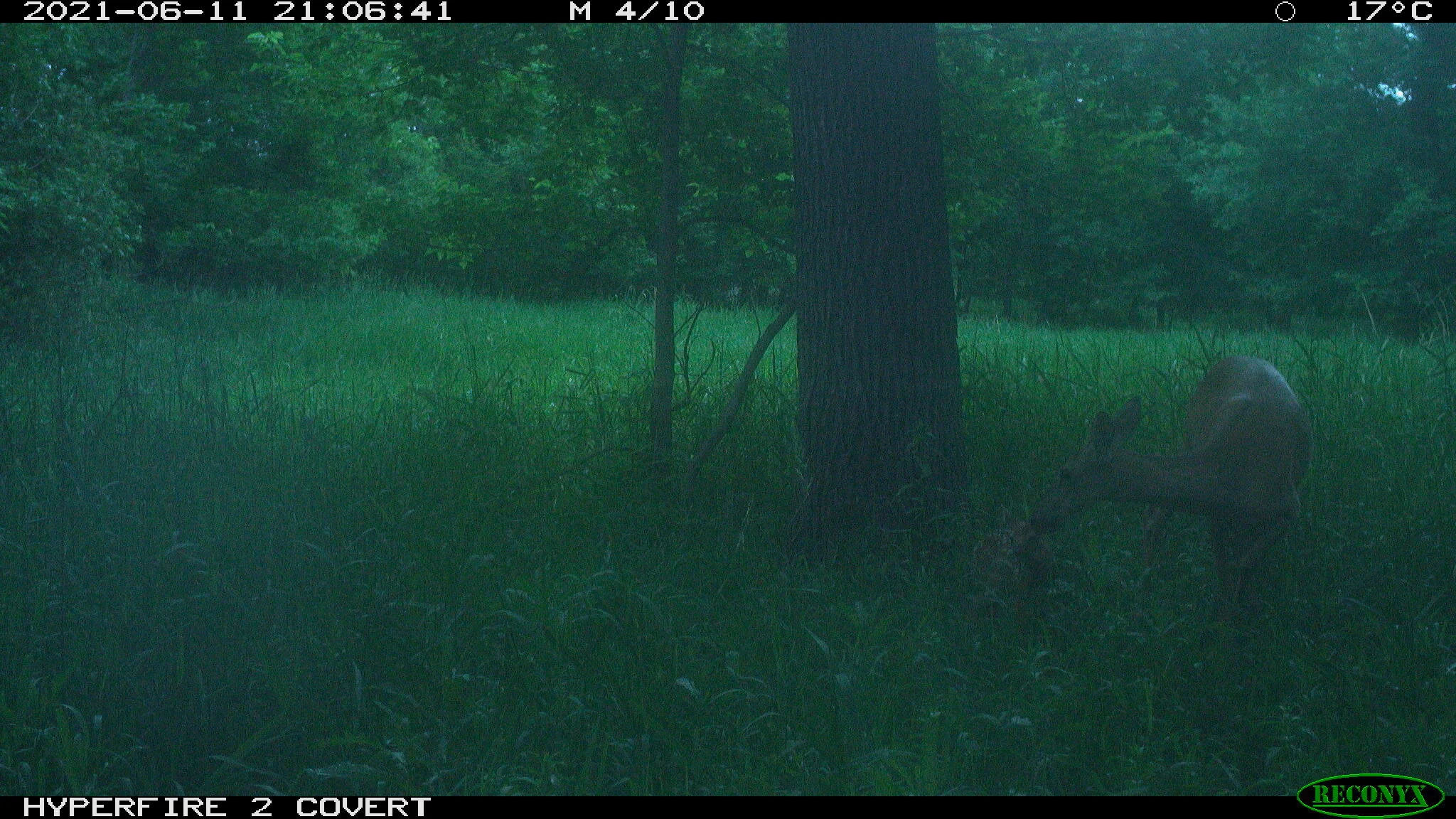 White-tailed deer, Odocoileus virginianus