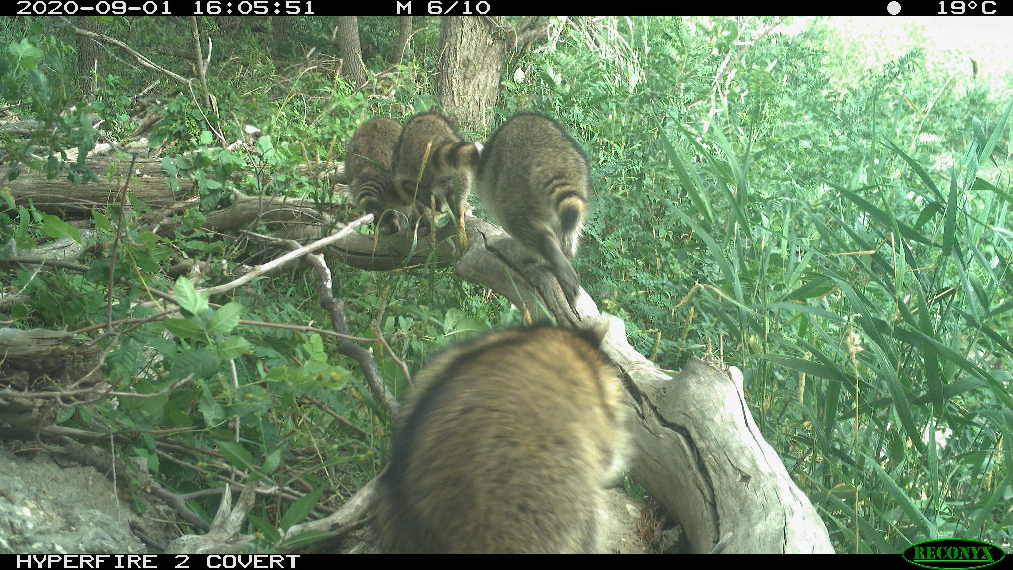 Raccoon, Procyon lotor