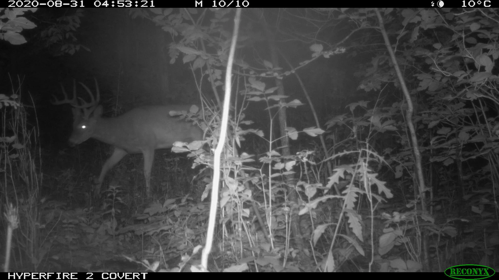 White-tailed deer, Odocoileus virginianus