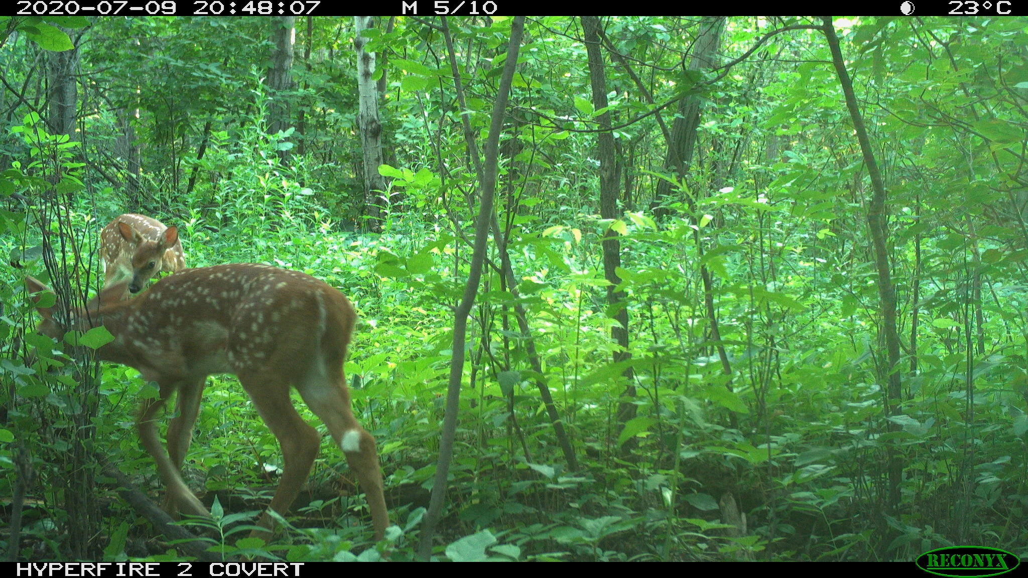 White-tailed deer, Odocoileus virginianus