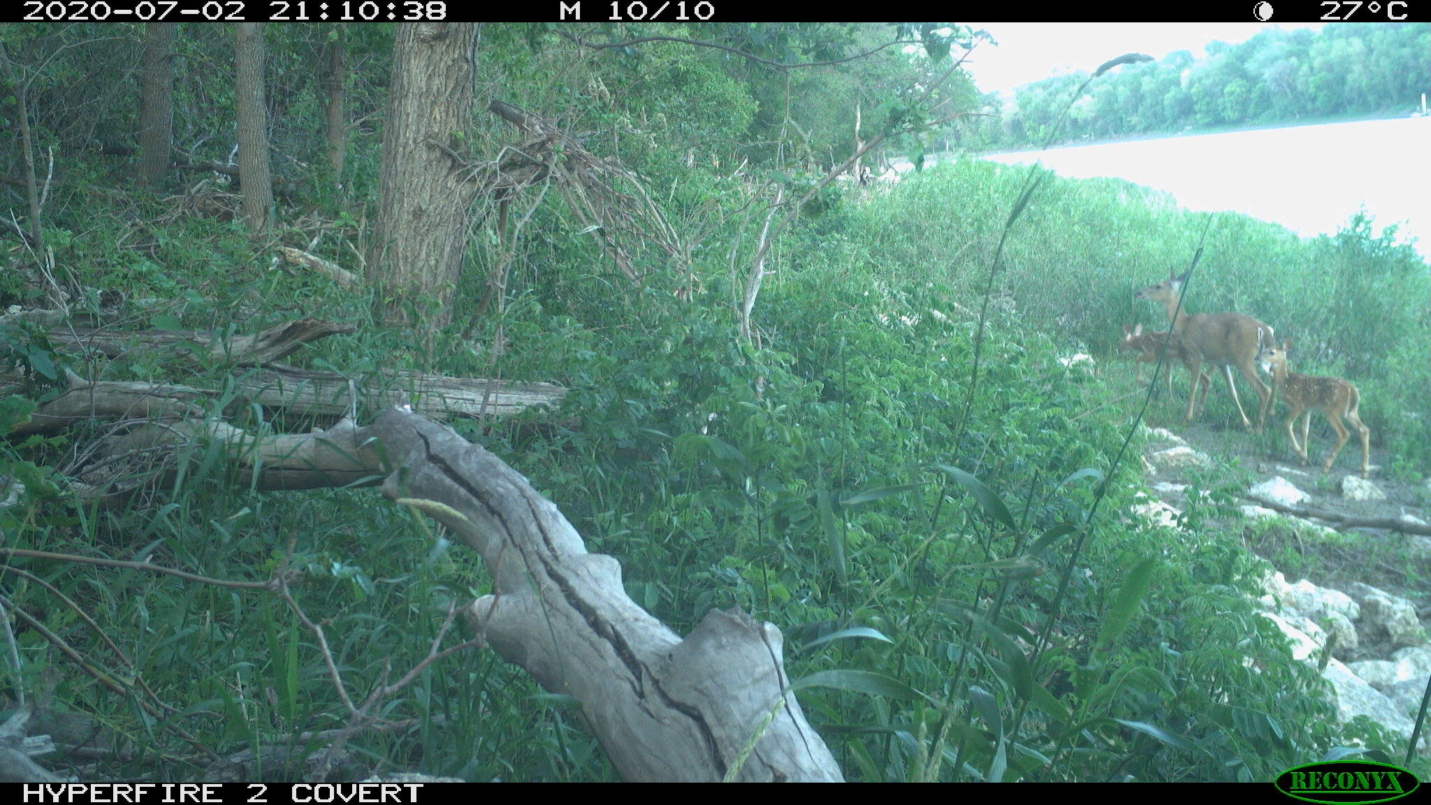 White-tailed deer, Odocoileus virginianus