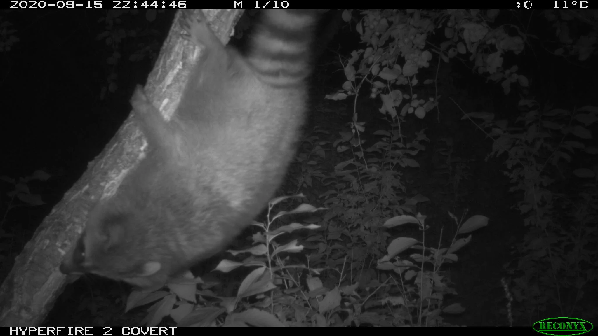 Raccoon, Procyon lotor